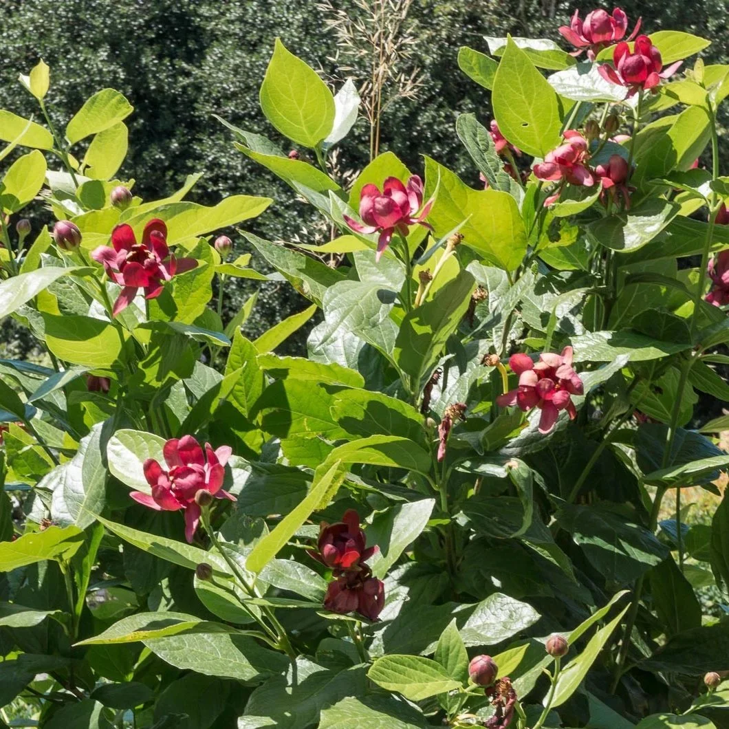 Sweet Shrub