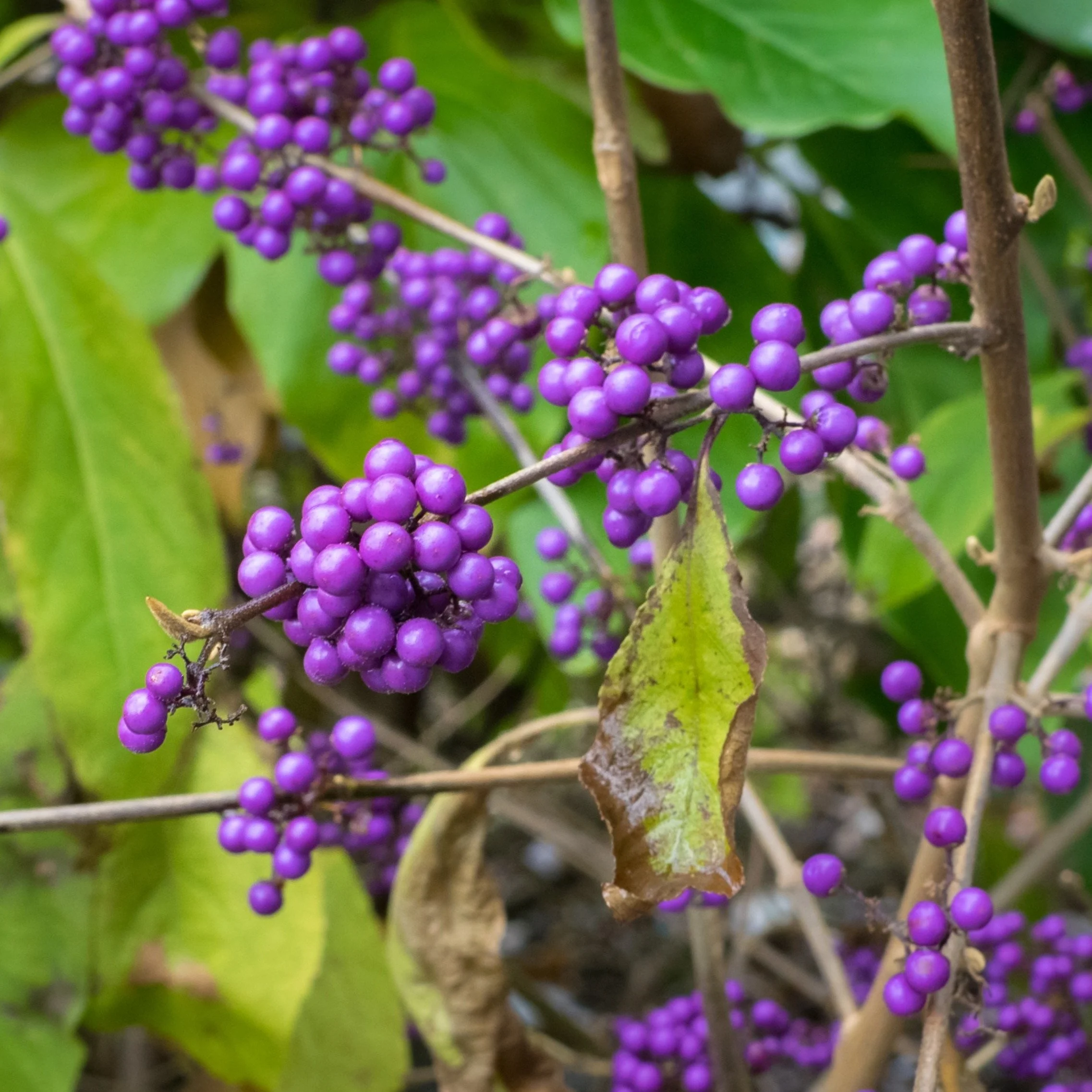 Beautyberry1.jpg