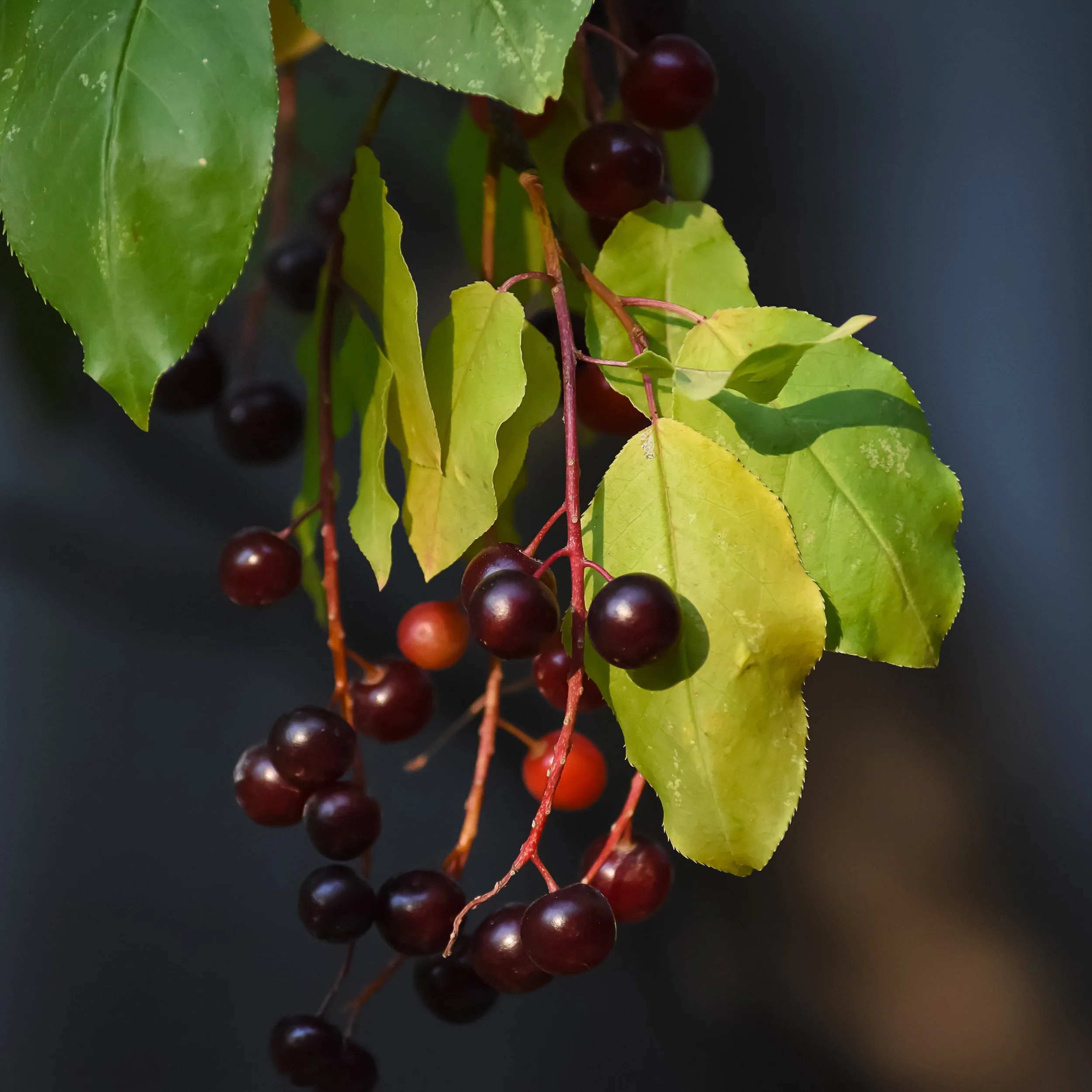 Common Chokecherry Shrub