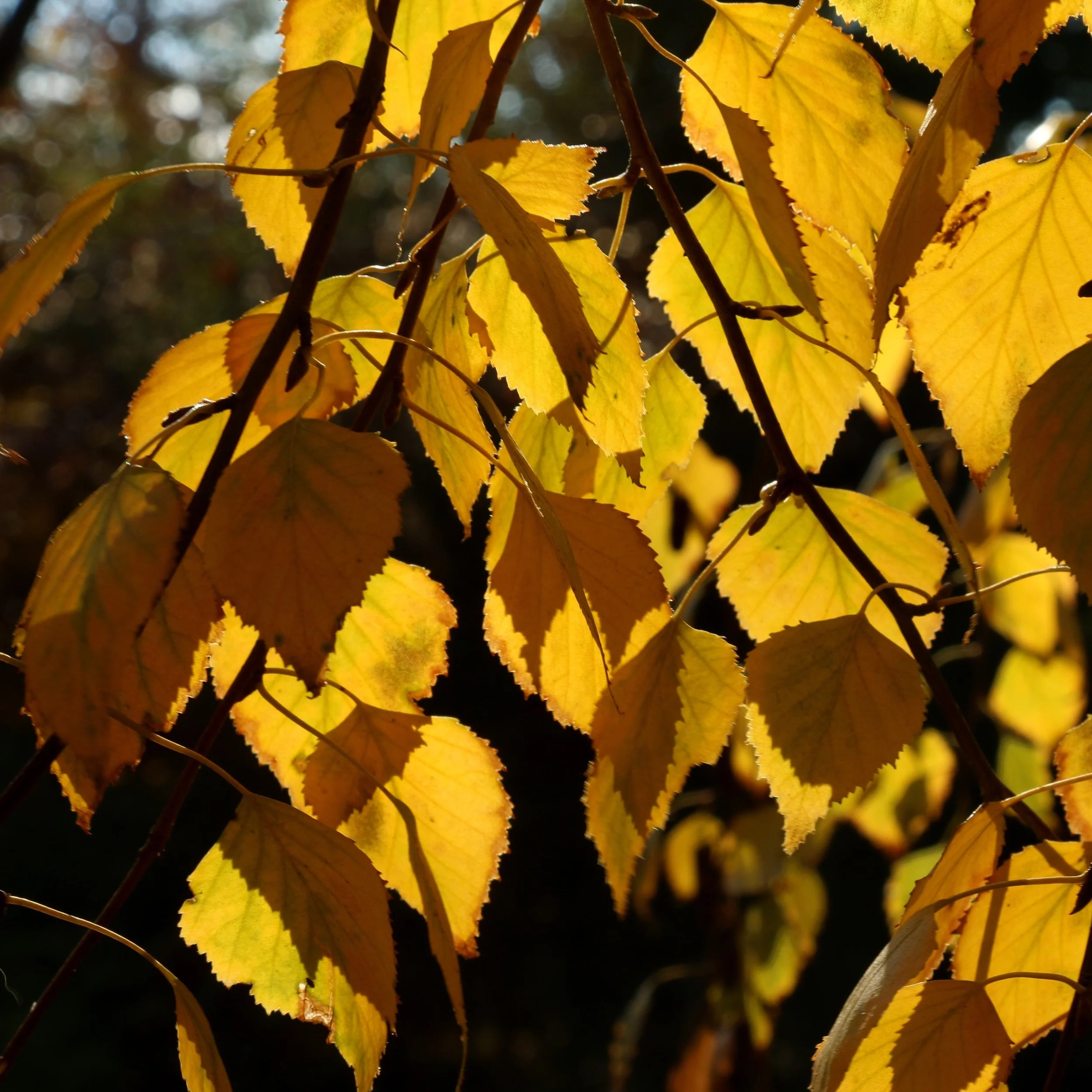 European White Birch Tree