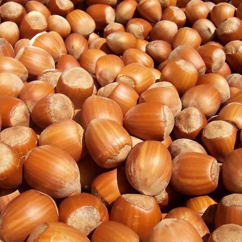 Hazelnut_2.jpg