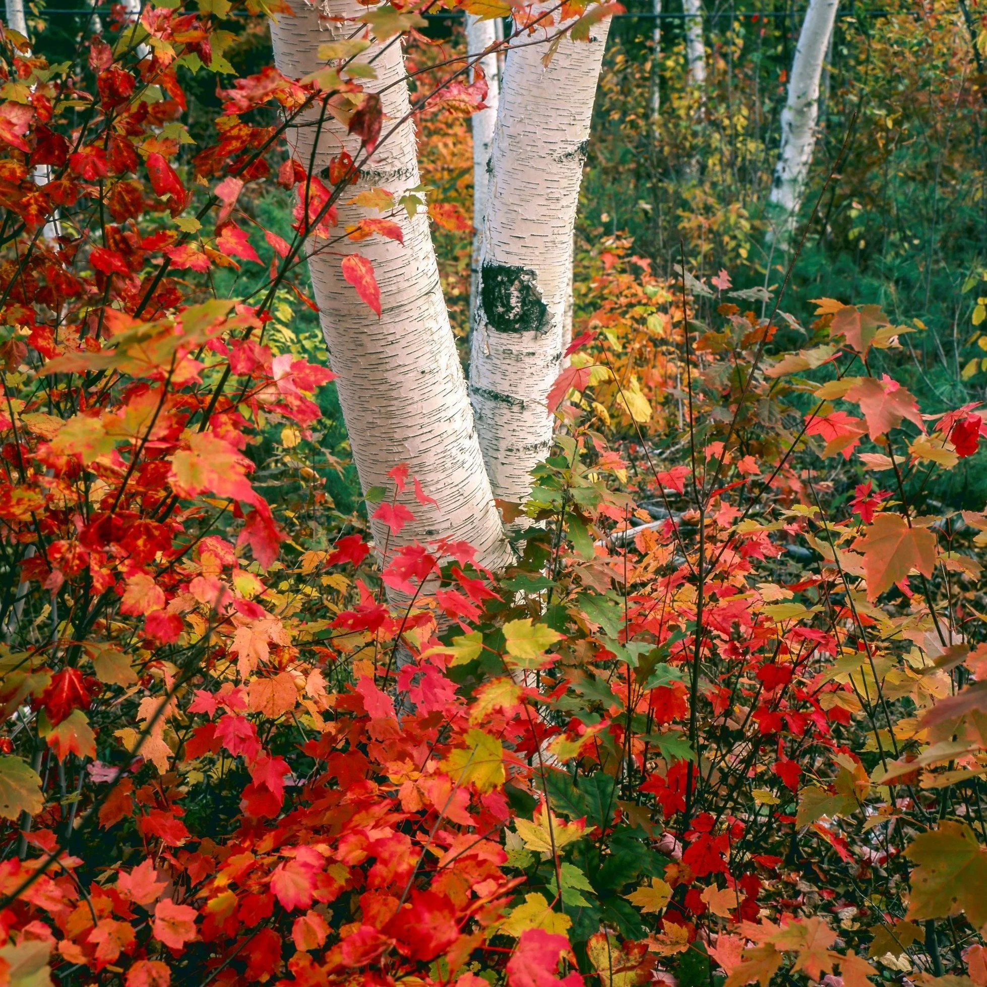PaperBirch5-resized.jpg