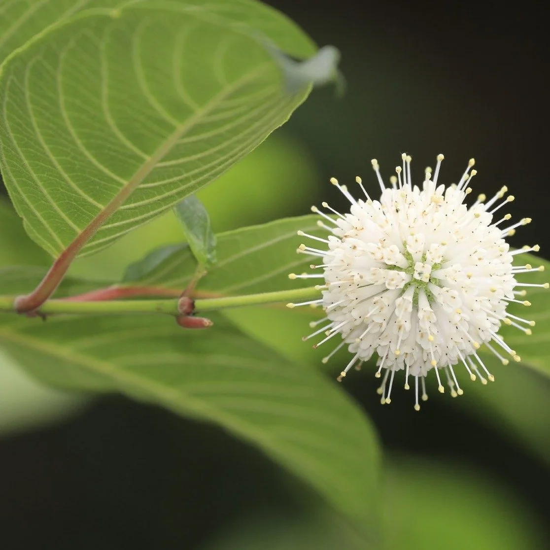 Buttonbush