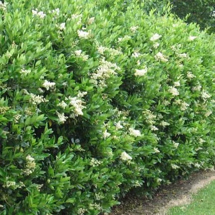 North_Privet_Hedge.jpg