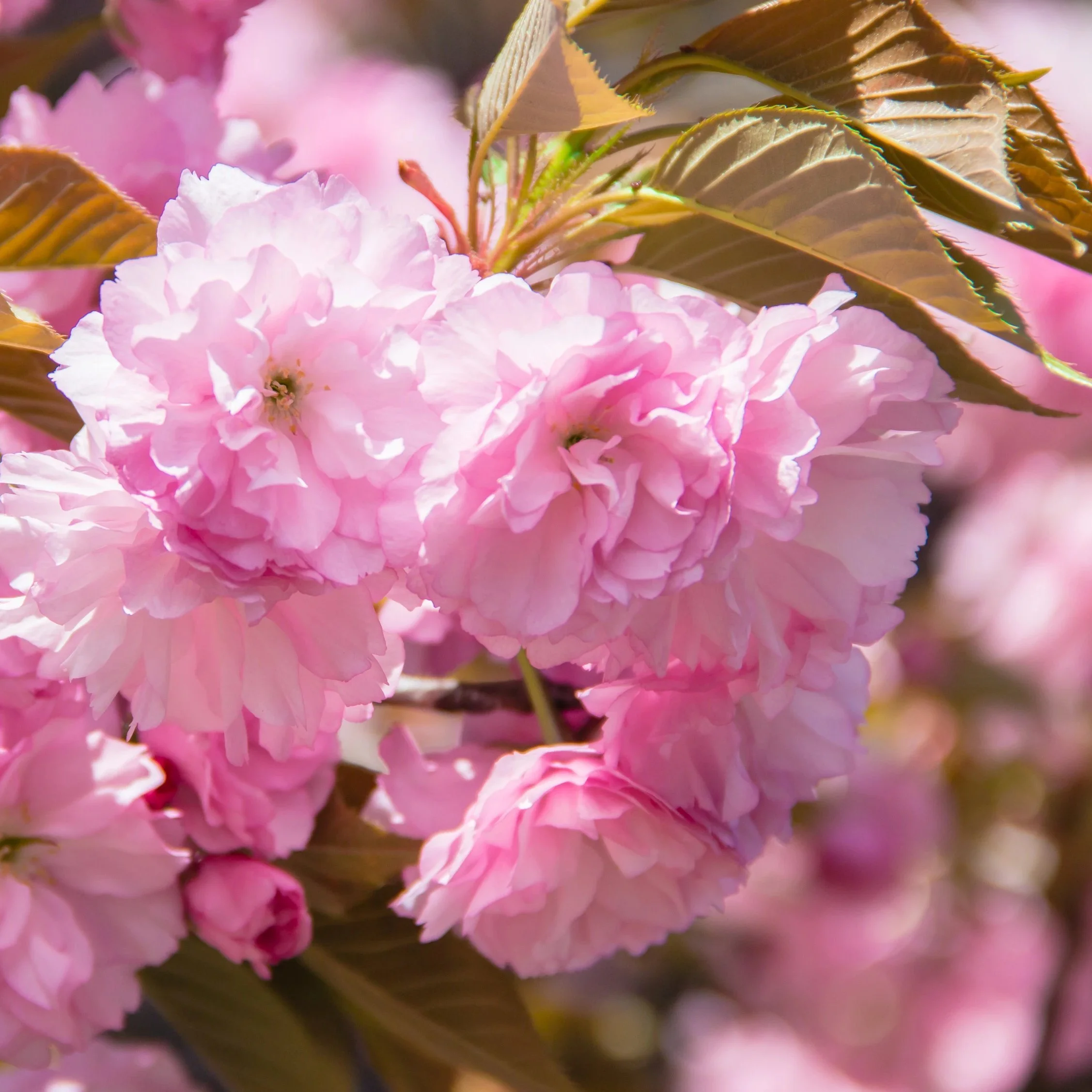 Kwanzan Cherry Tree