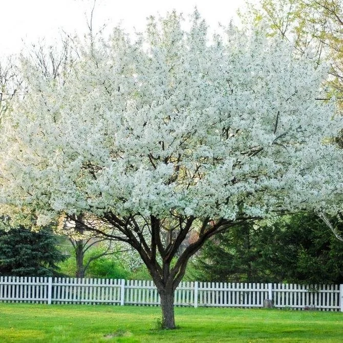 Snowdrift Crabapple Tree