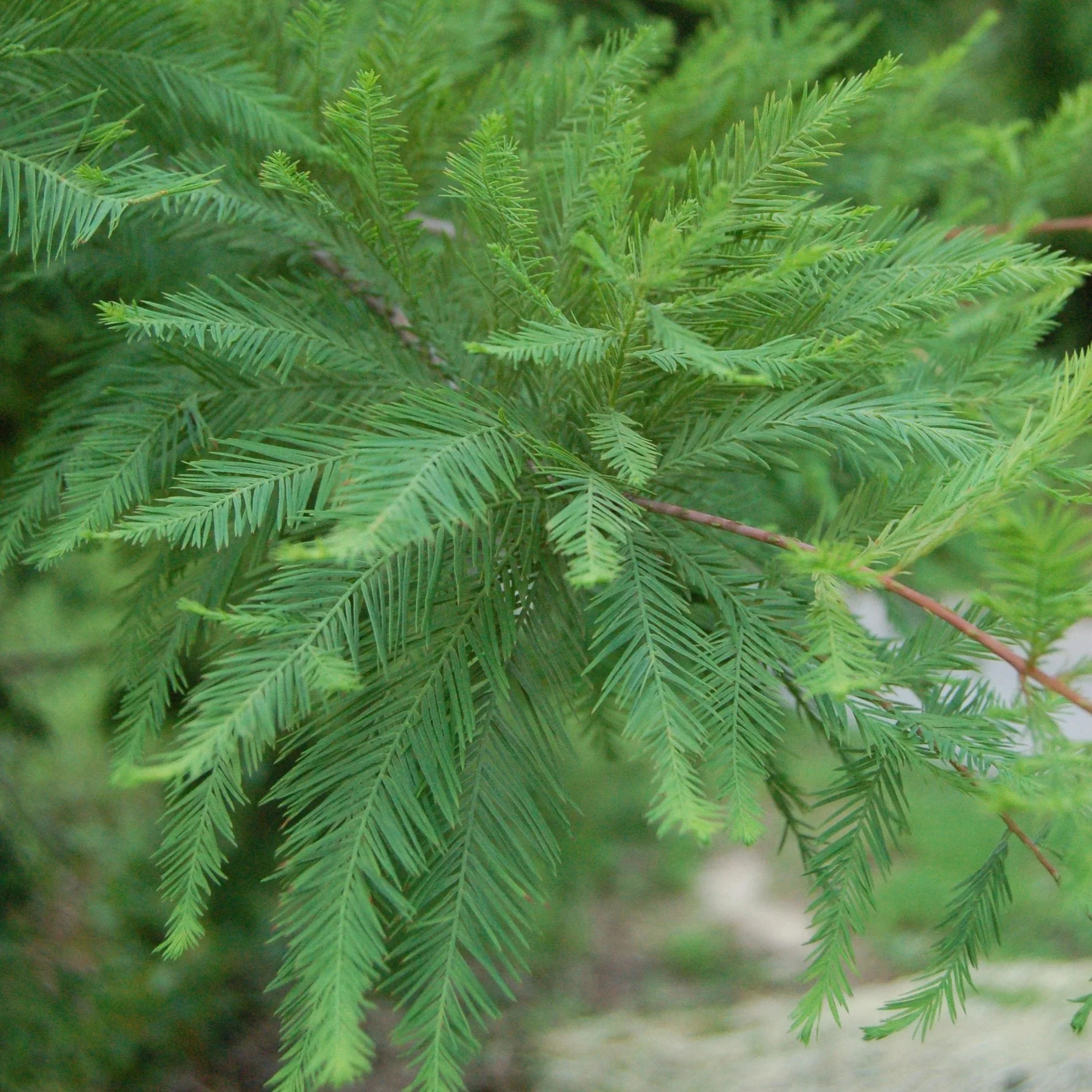Bald_Cypress_2_7c26d05a-50b2-4411-b8ec-de6ec2234f51.jpg