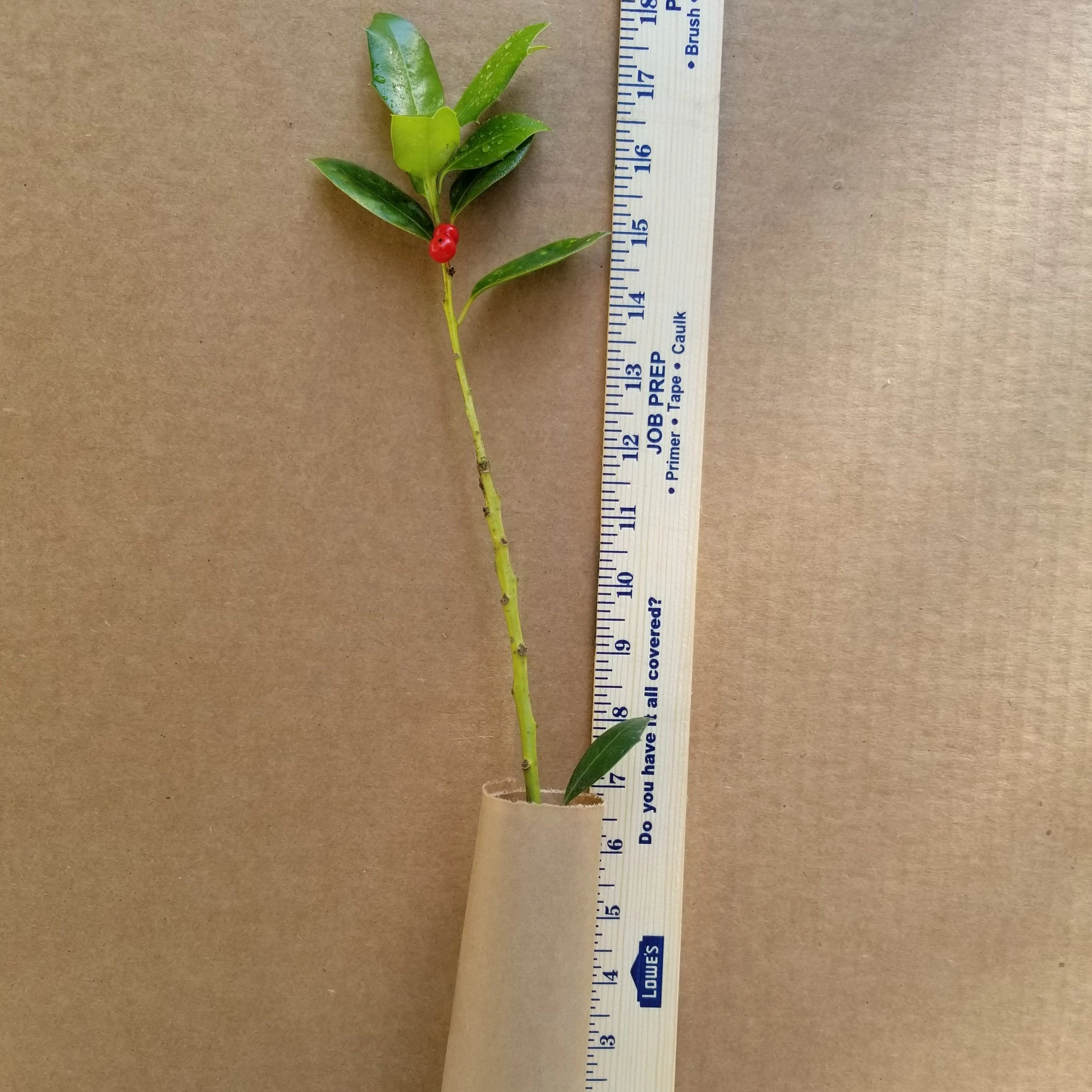 NellieStevens (3).jpg