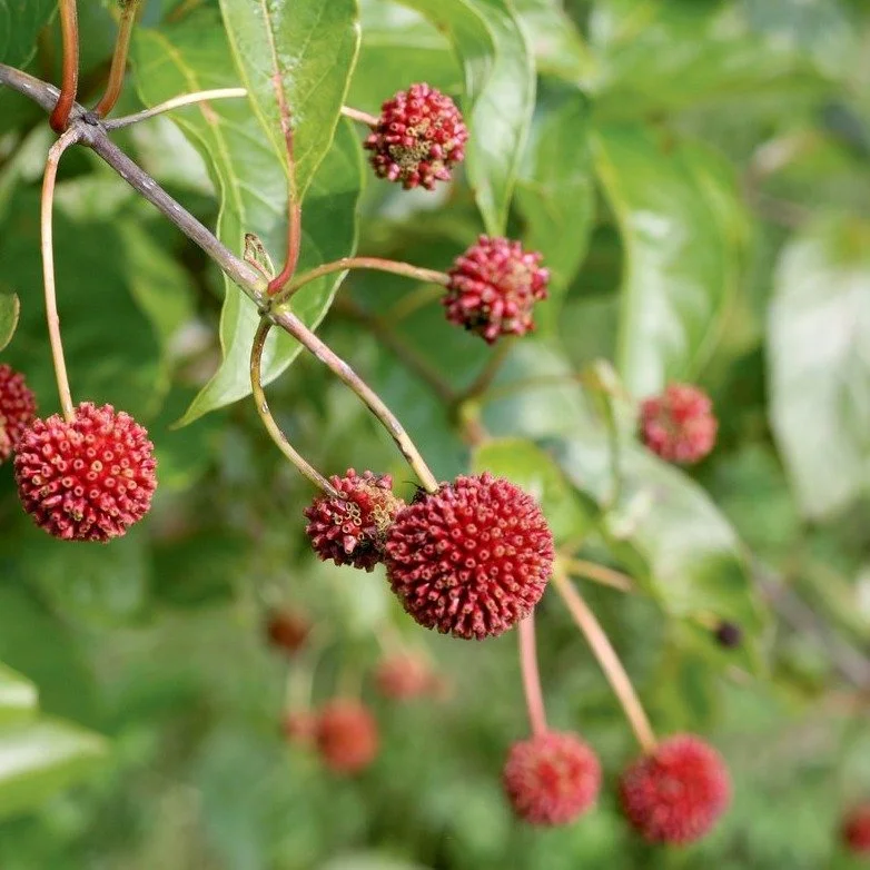 Buttonbush2.jpg