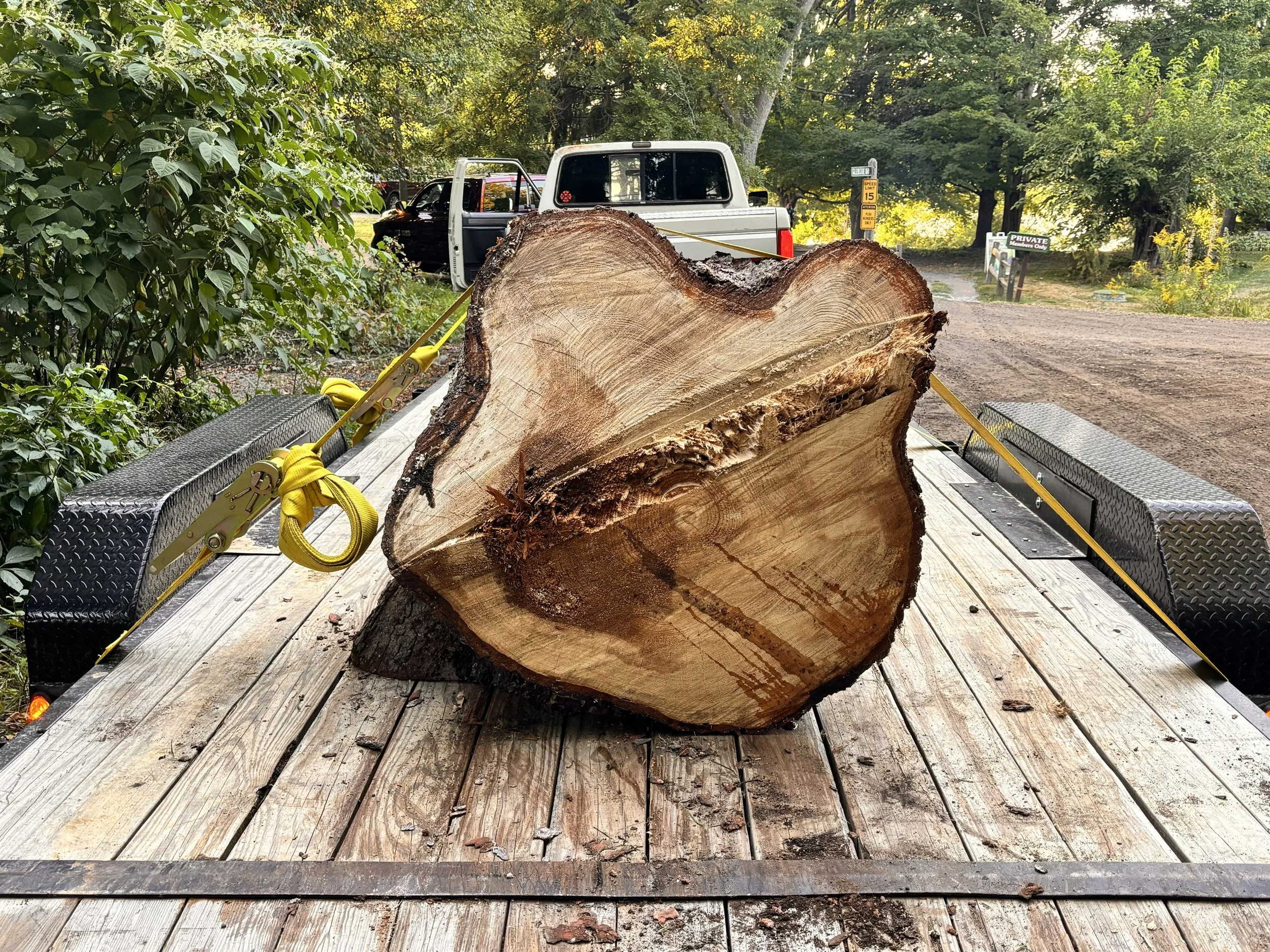 Pine Trunk Base.jpg