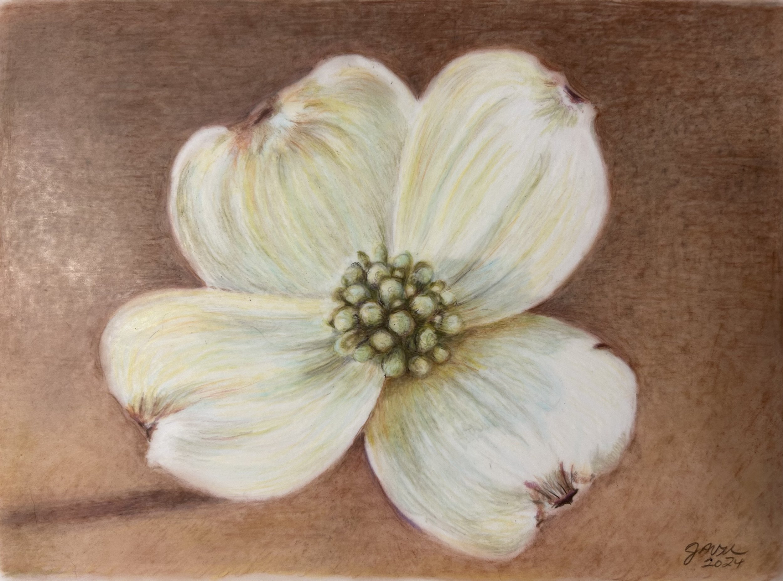Dogwood from the Past