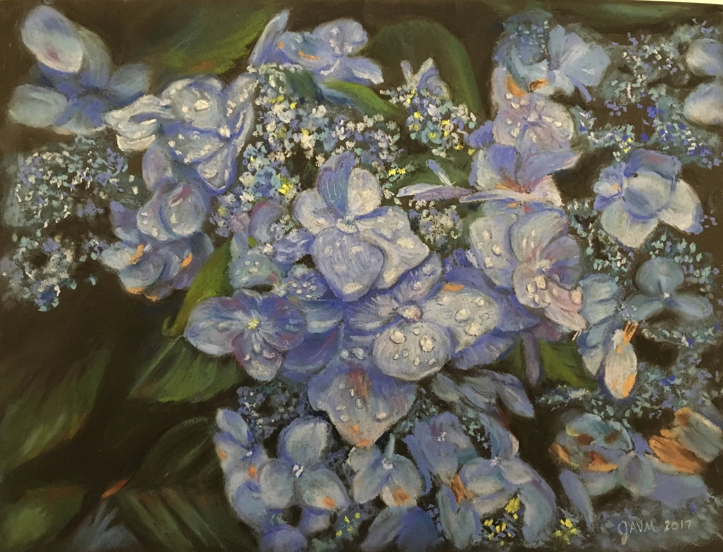 Maine Hydrangea