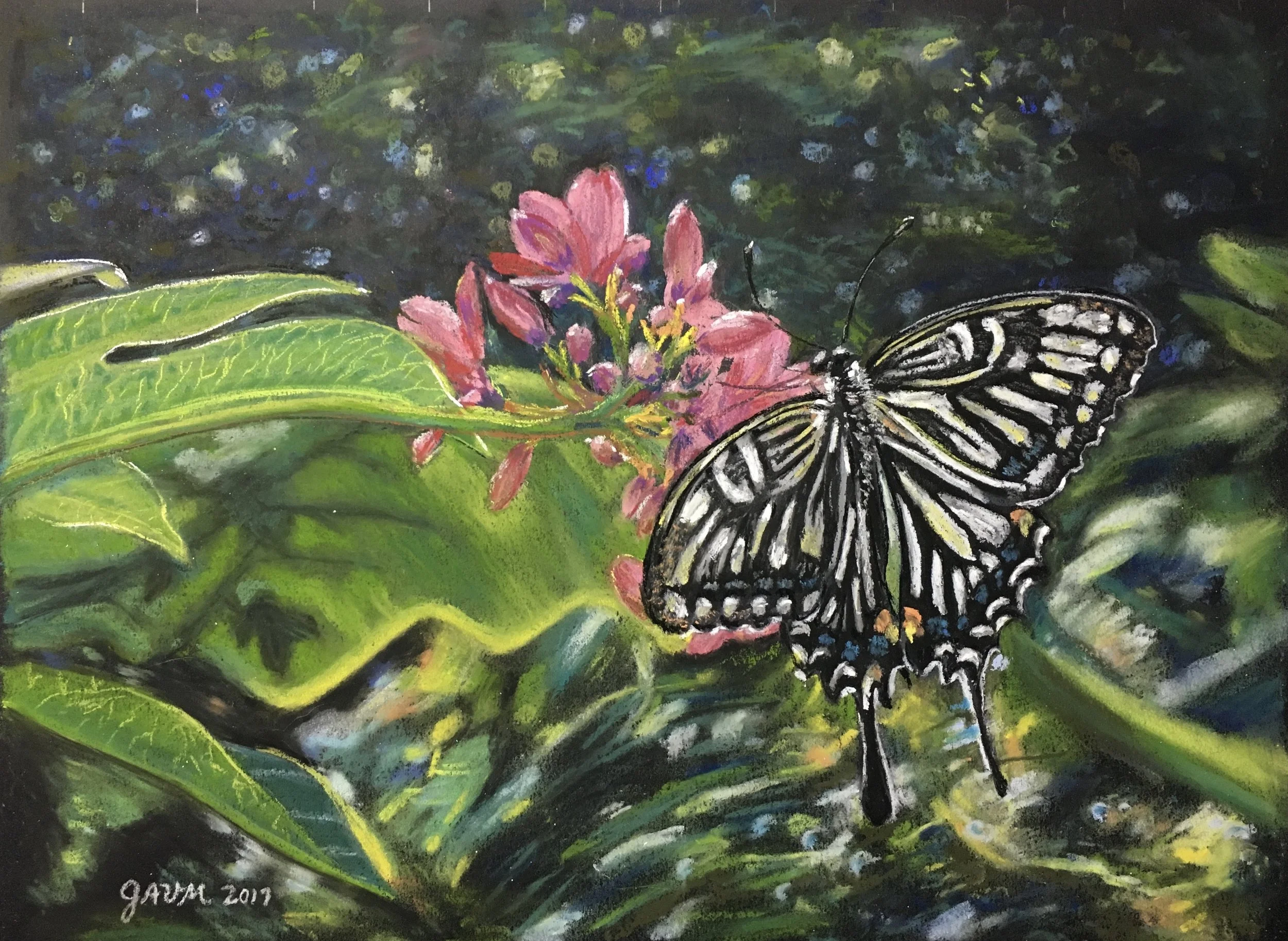 St. Maarten Swallowtail