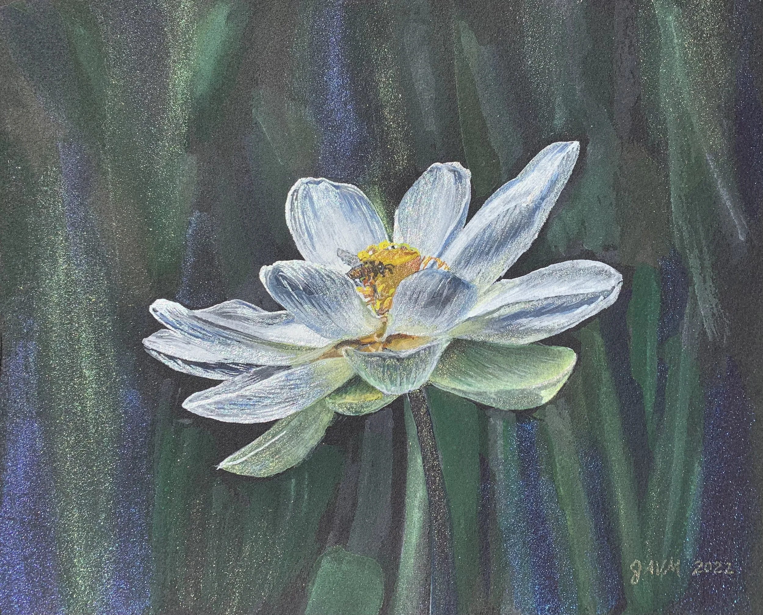 Water Lily