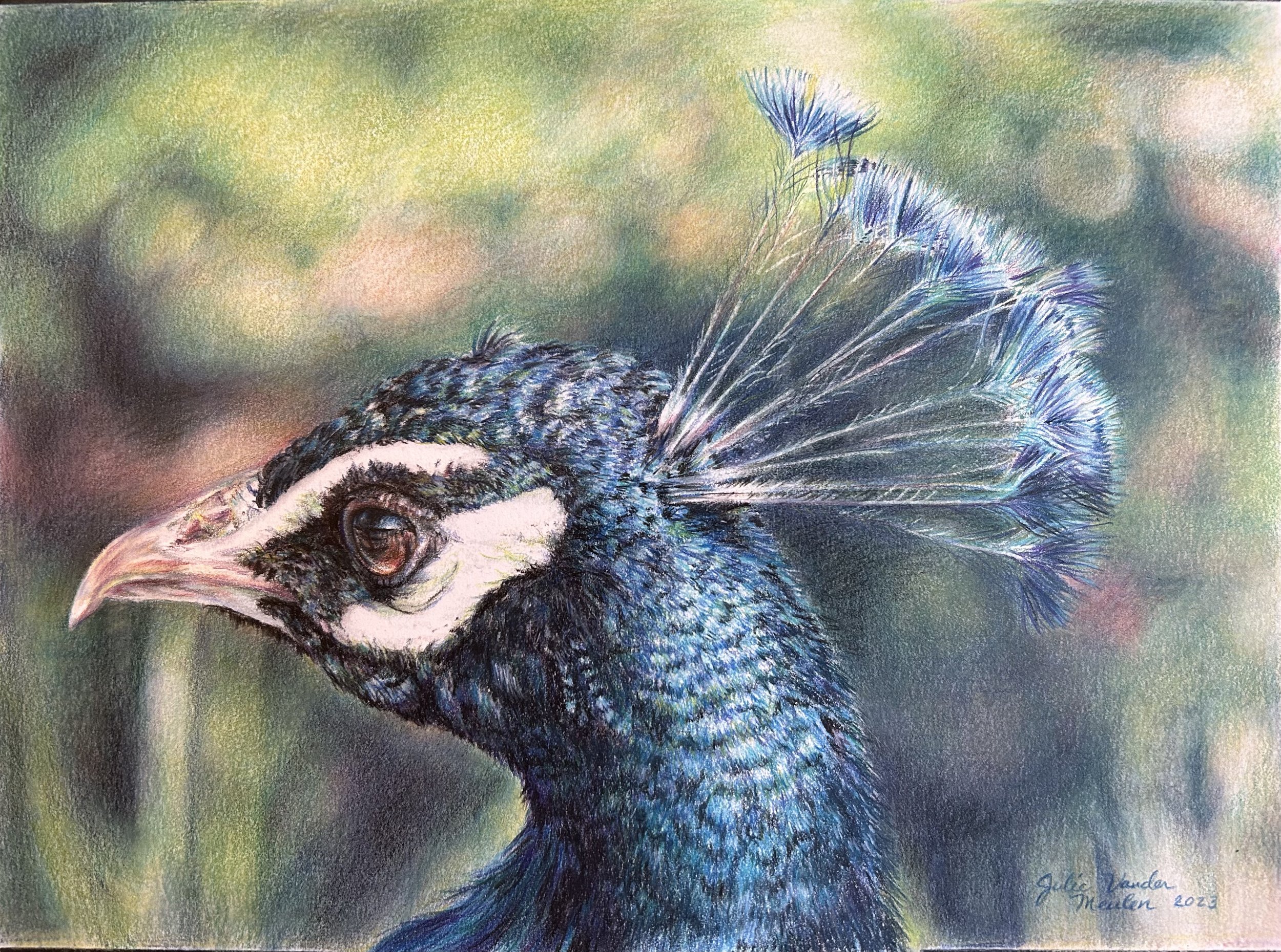 Watchful Peacock