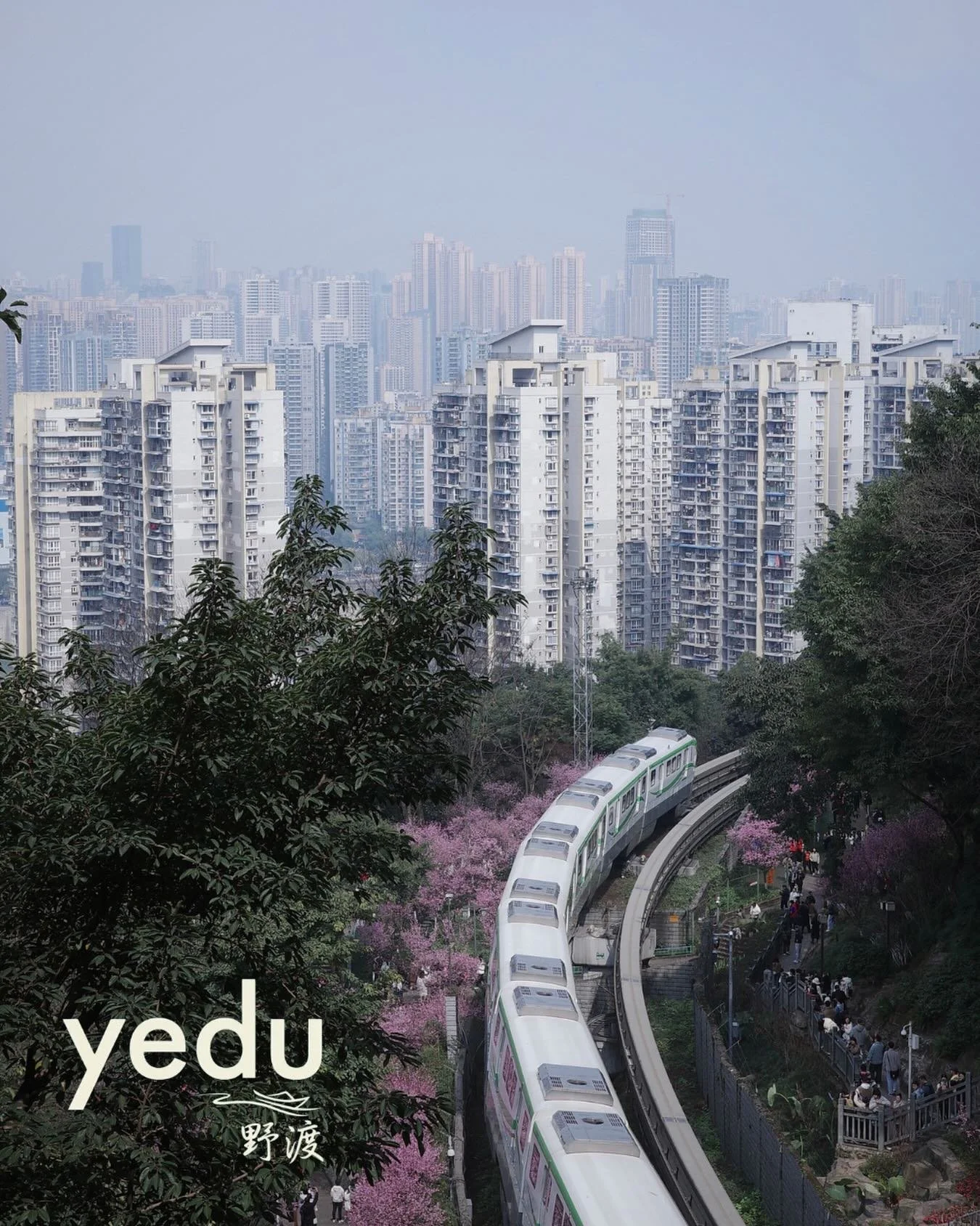 Spring in Chongqing hits different.

This is the city I came home to build something in.
More soon.

#chongqing #chinatravel #visitchina #yedu #cherryblossom