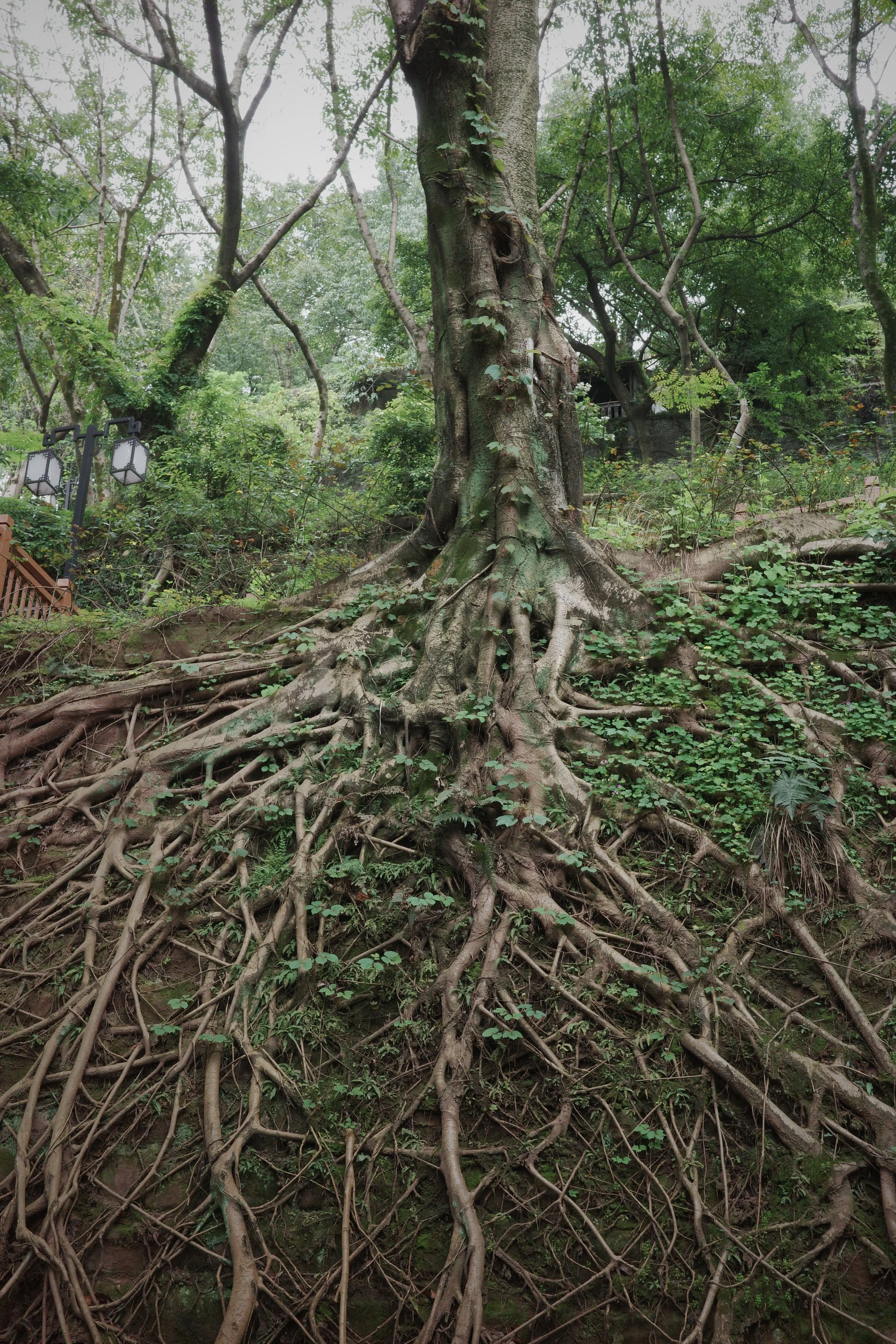 Chongqing Banyan Tree