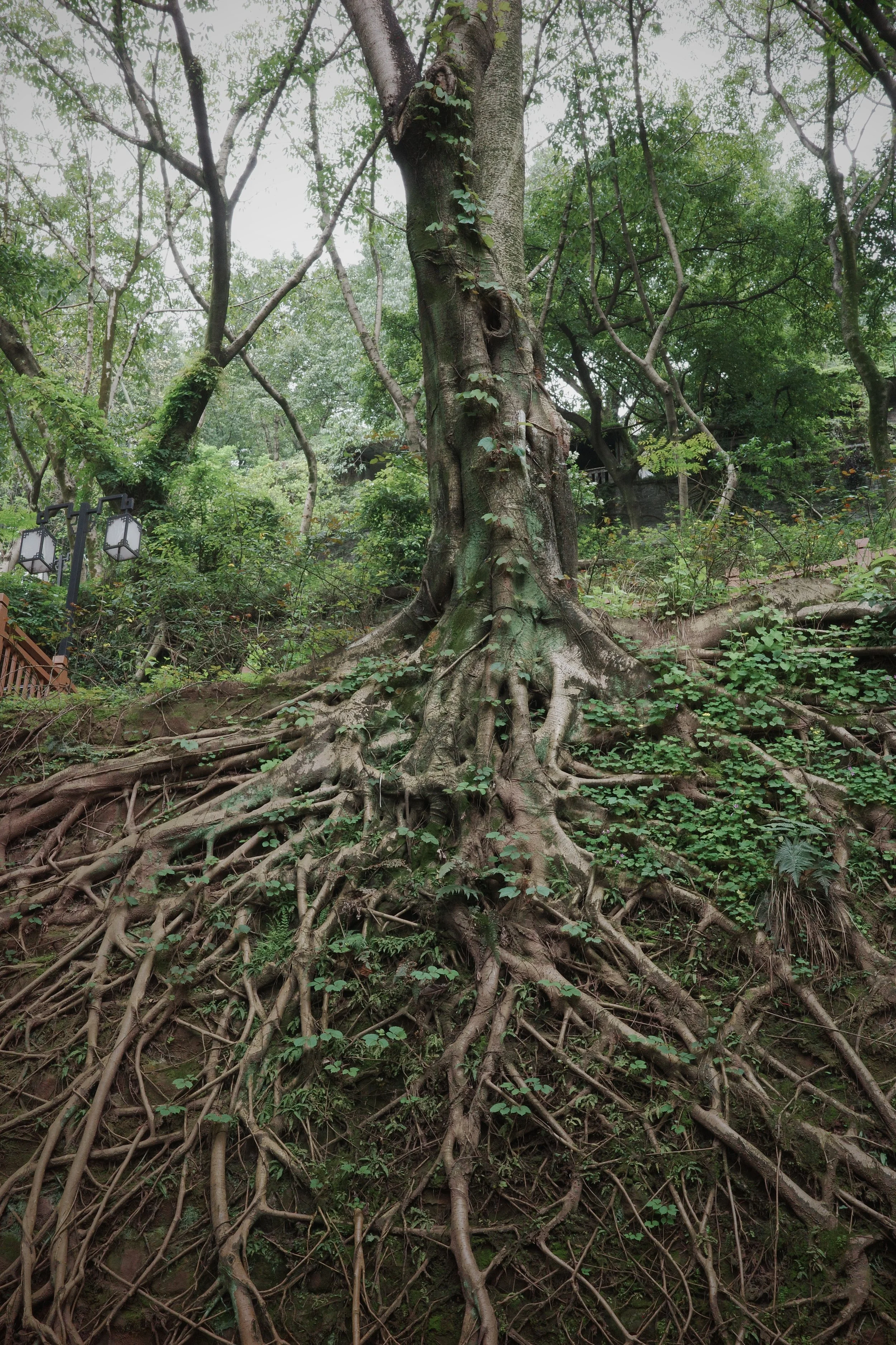 Parc Pipashan à Chongqing