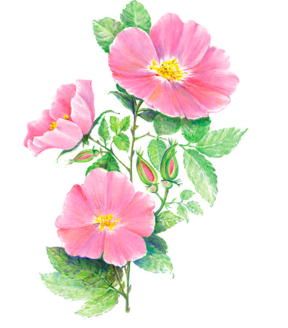 Captura de Pantalla 2026-03-26 a la(s) 12.45.11 p. m..png