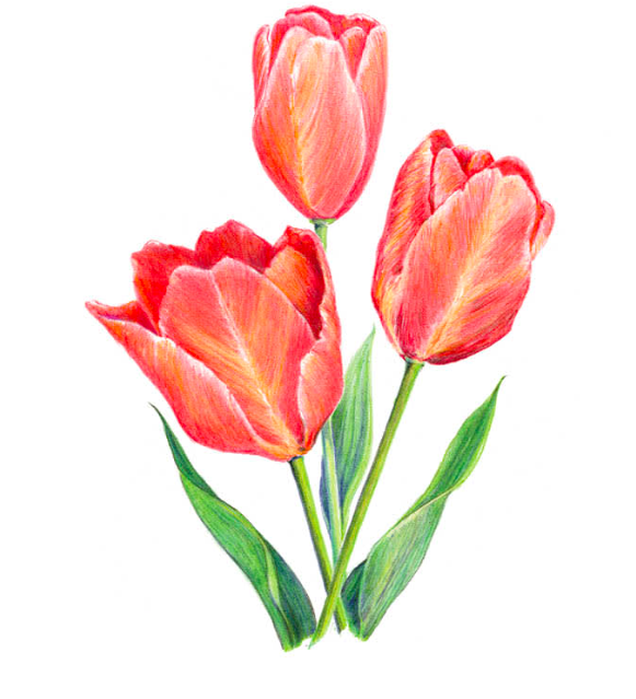 Captura de Pantalla 2026-03-26 a la(s) 12.45.16 p. m..png