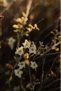 Small cream native wildflowers on a dry stem