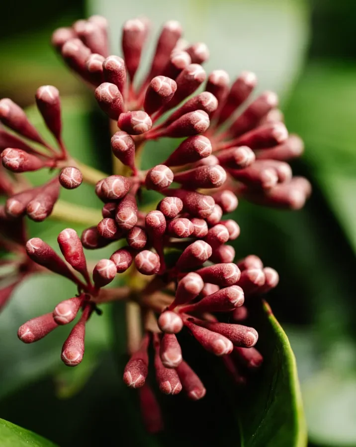Clusters of deep pink native flower buds at Limpinwood Botanic Gardens
