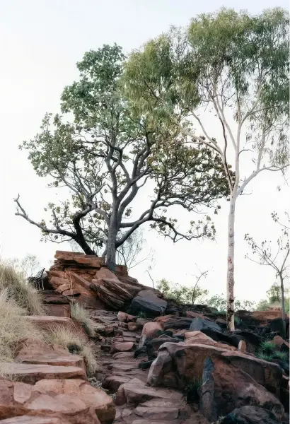 Eucalyptus tree growing from a rugged red rocky outcrop, with a stone path winding through the rocks