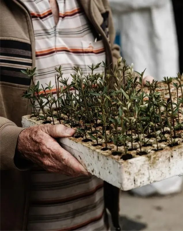 Older man holding a tray of young plant cuttings.****Older man holding a tray of young plant cuttings.