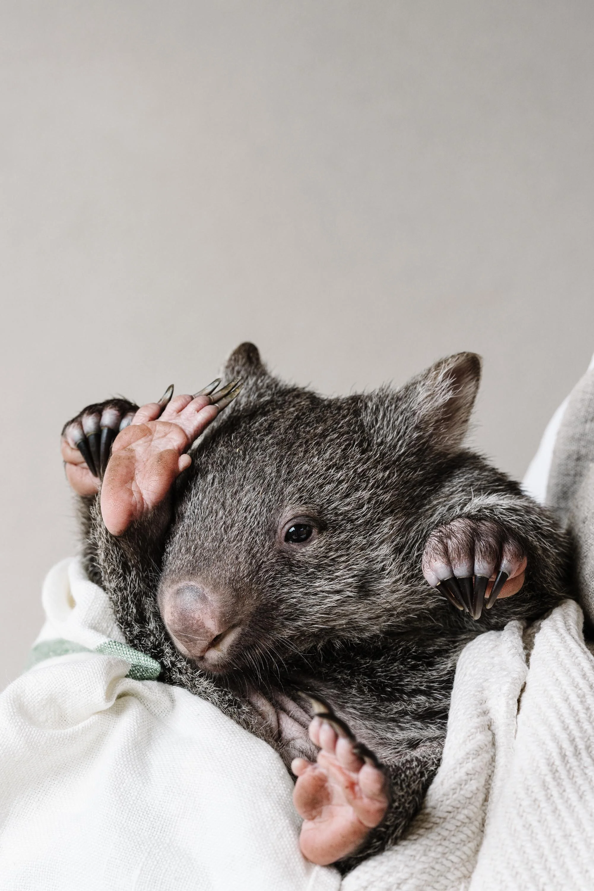 Kate the bare-nosed wombat wrapped in a white blanket