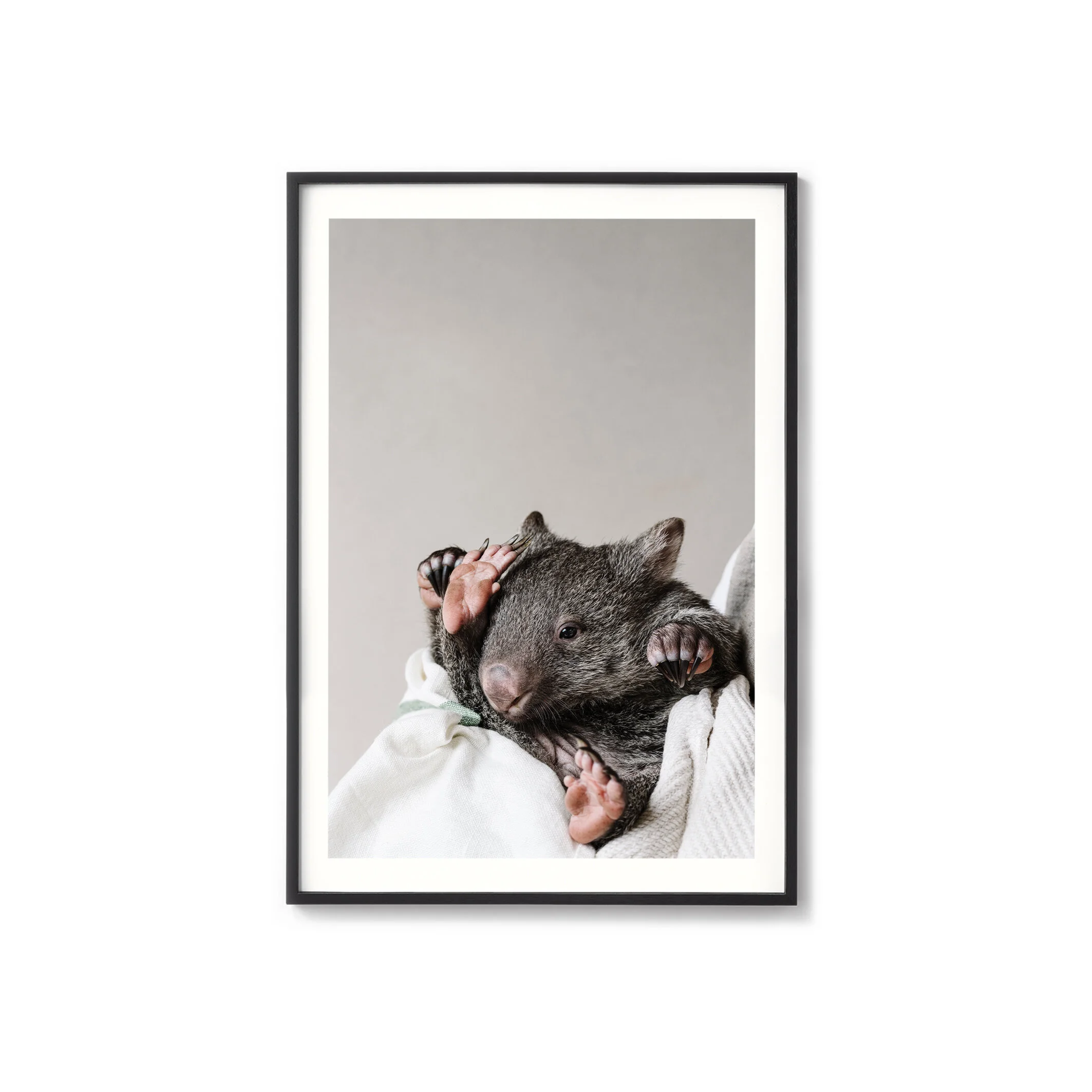 Kate the wombat print in a black frame with a white border