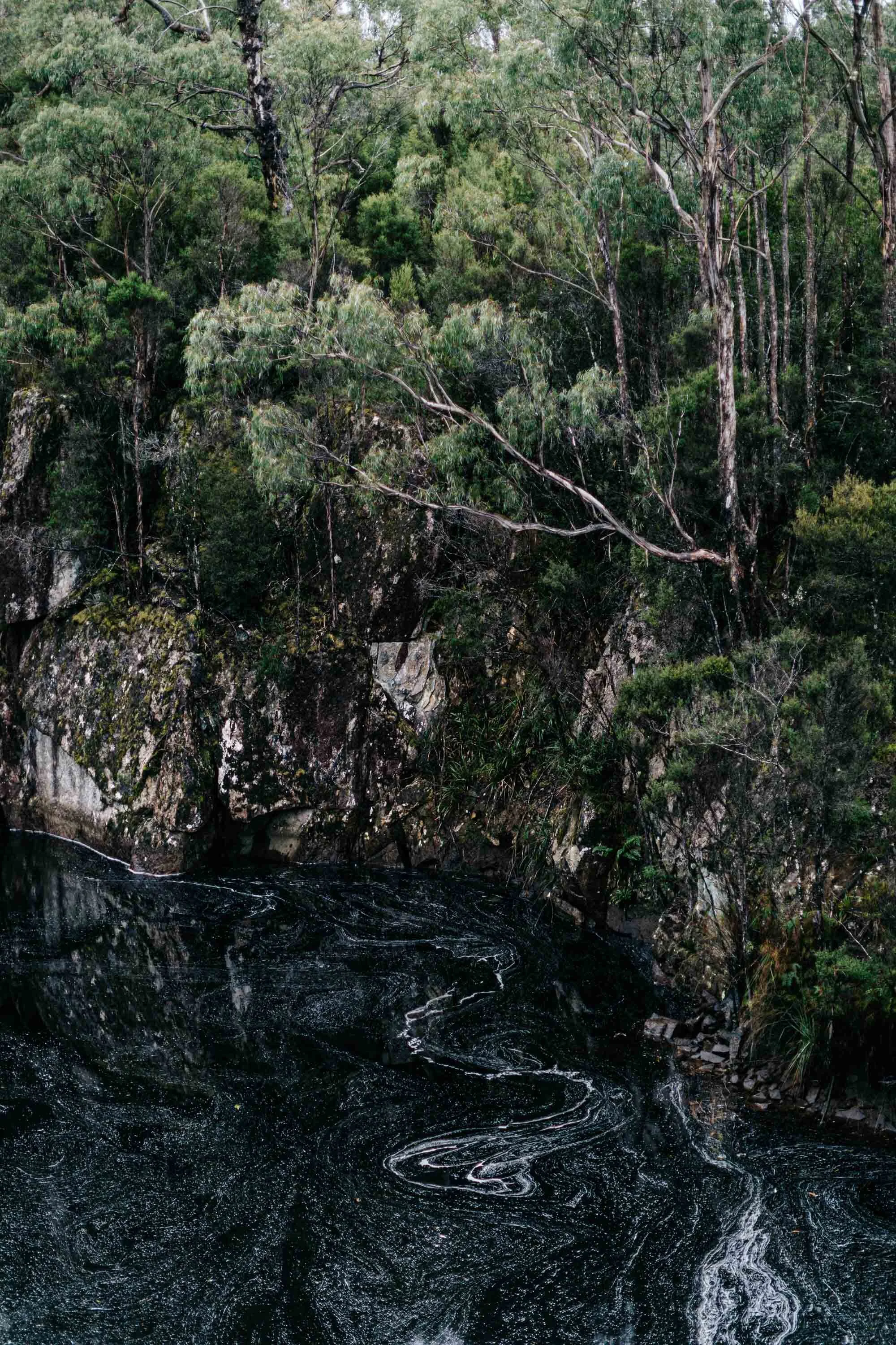 Rainforest above dark rocks on the road to Strahan, fine art photograph