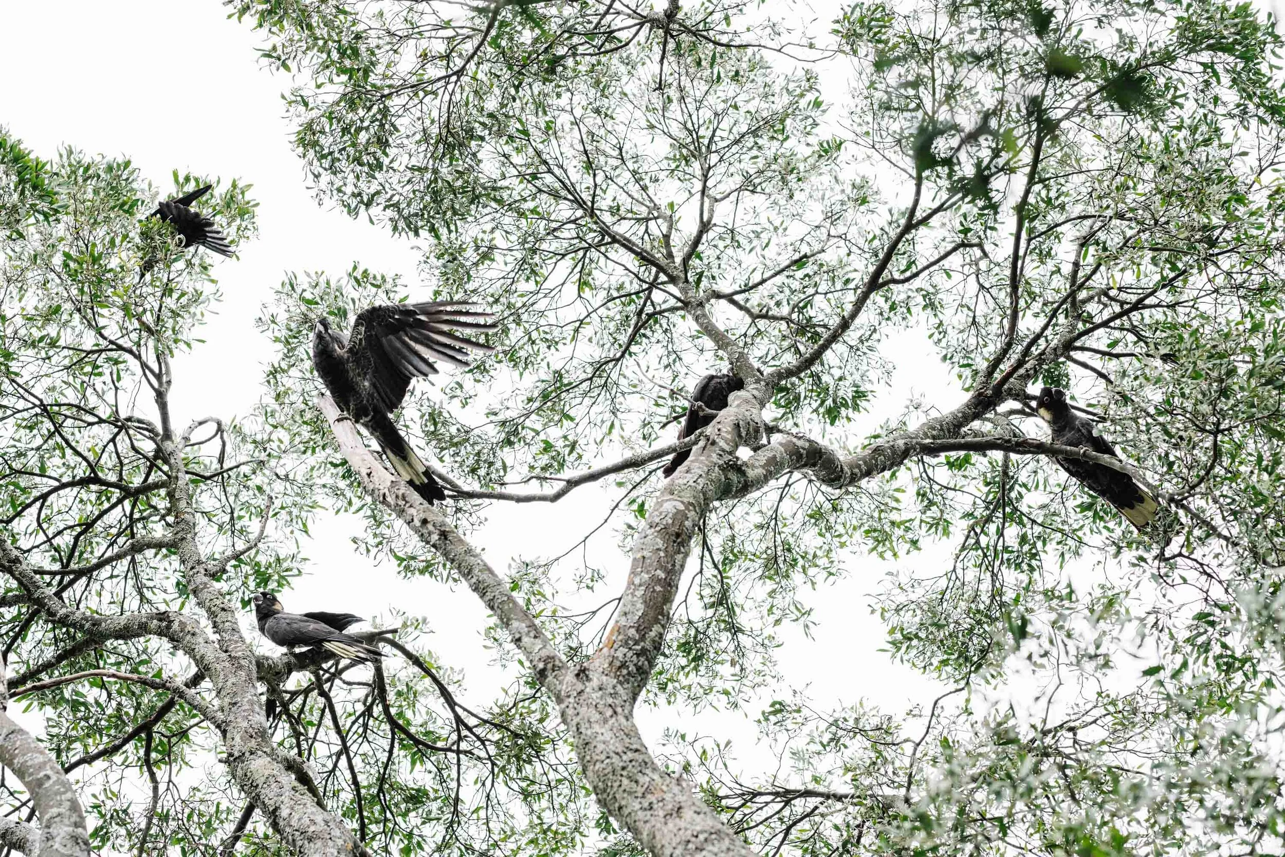 Black cockatoos perched in a pale gum tree, fine art photograph