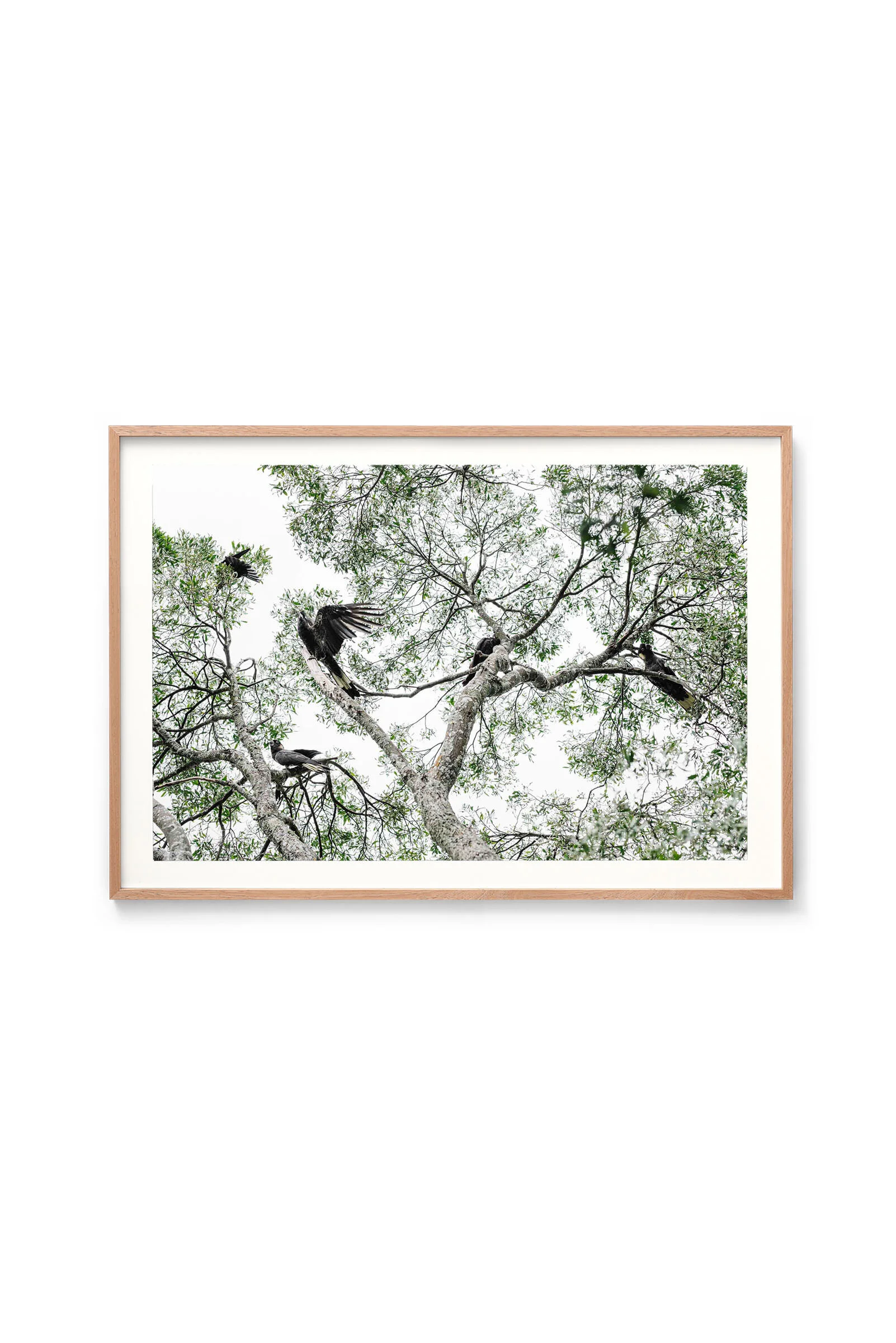 Black Cockatoos print in an oak frame, landscape orientation