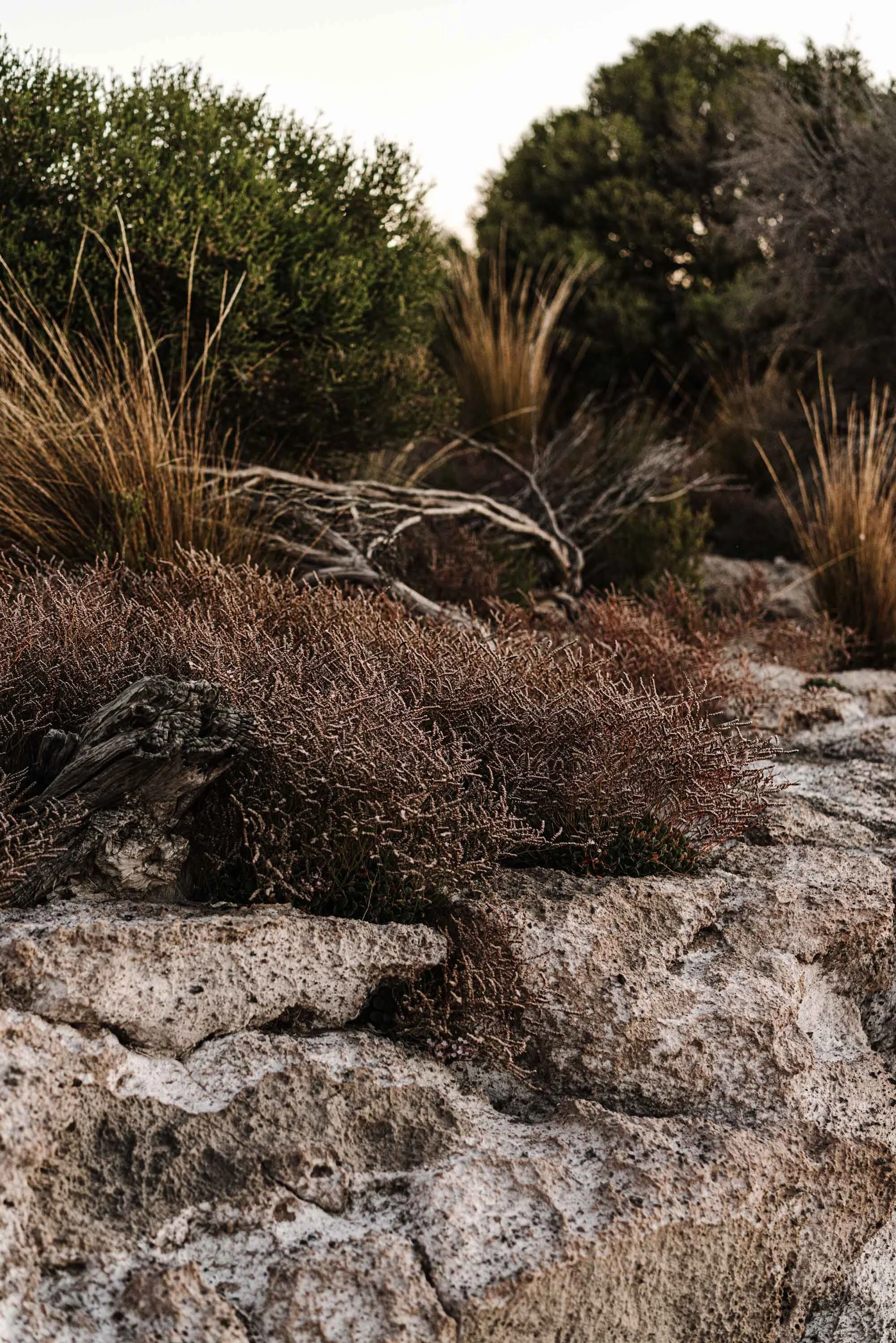 Coastal heath and granite rocks at Coffin Bay, fine art photograph