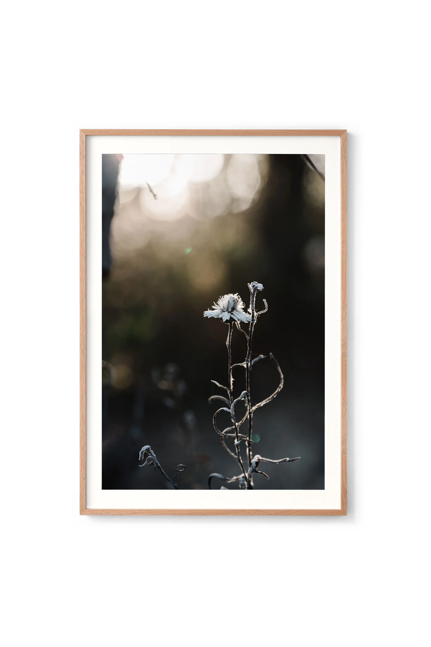 Aldinga Scrubland print in an oak frame