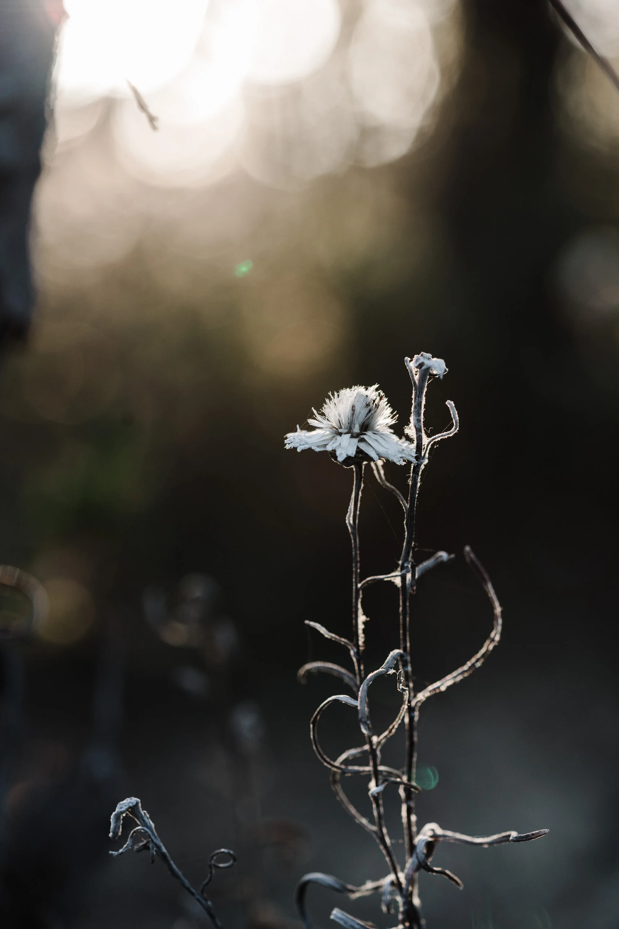 Backlit native wildflower at Aldinga Scrubland, fine art photograph