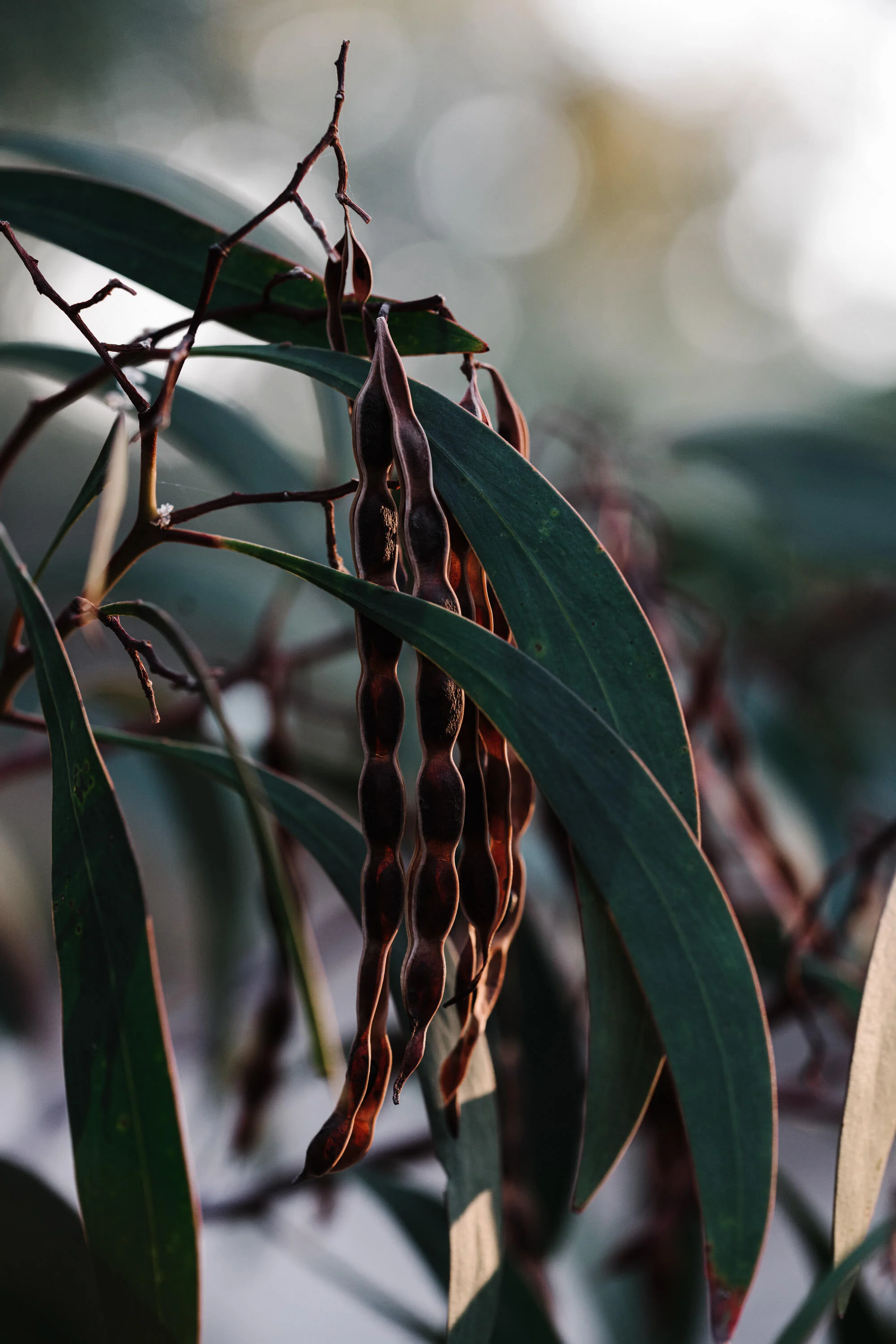 Eucalyptus leaves and hanging seed pods, fine art photograph