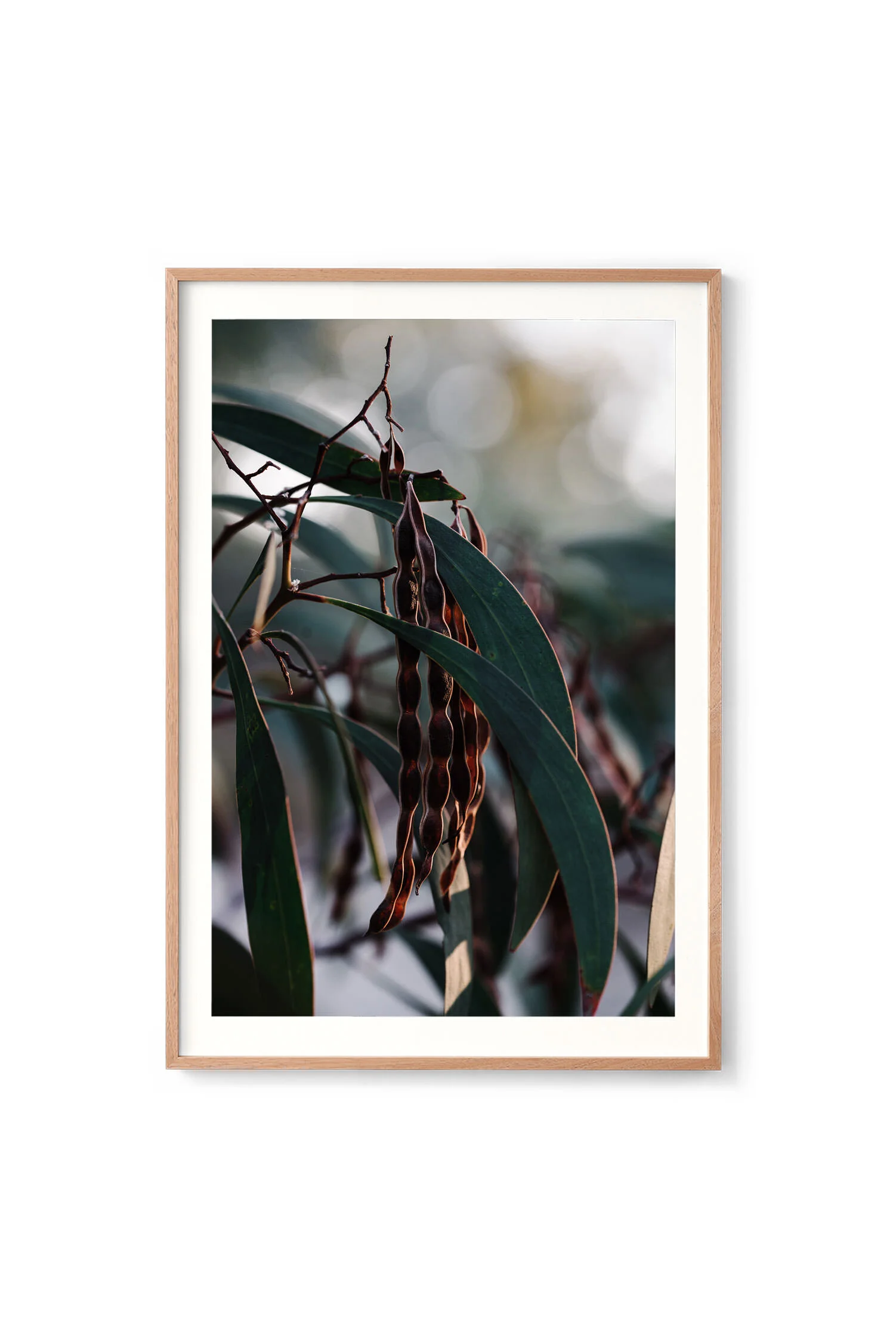 Seed Pods and Eucalyptus print in an oak frame