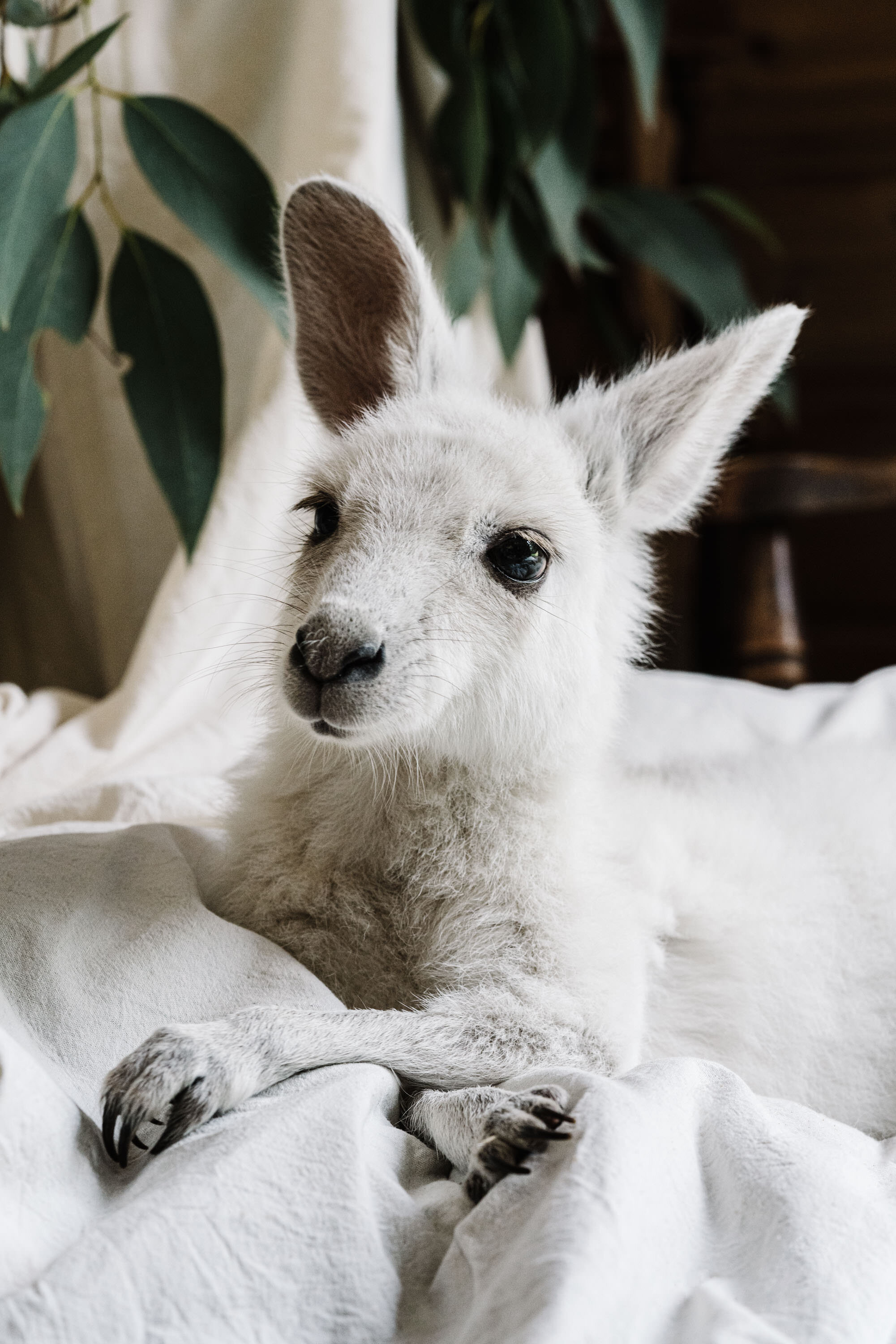 Angel, a rare white eastern grey kangaroo joey, wrapped in a blanket