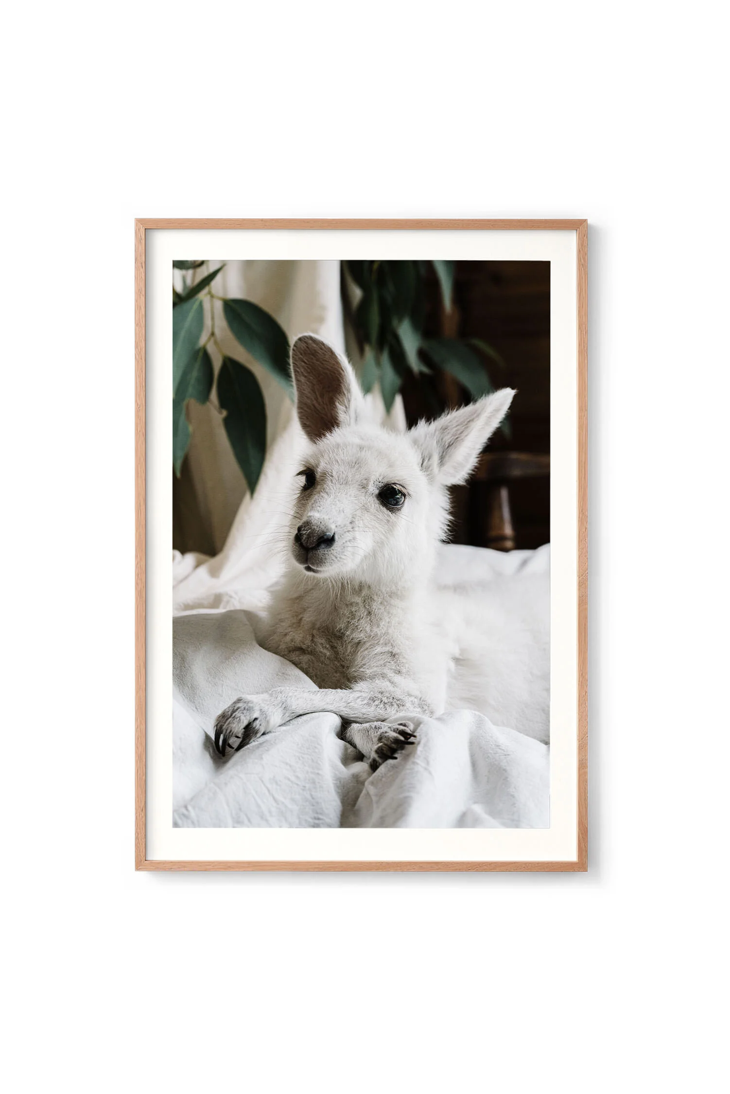 Angel the white kangaroo print in an oak frame with a white border