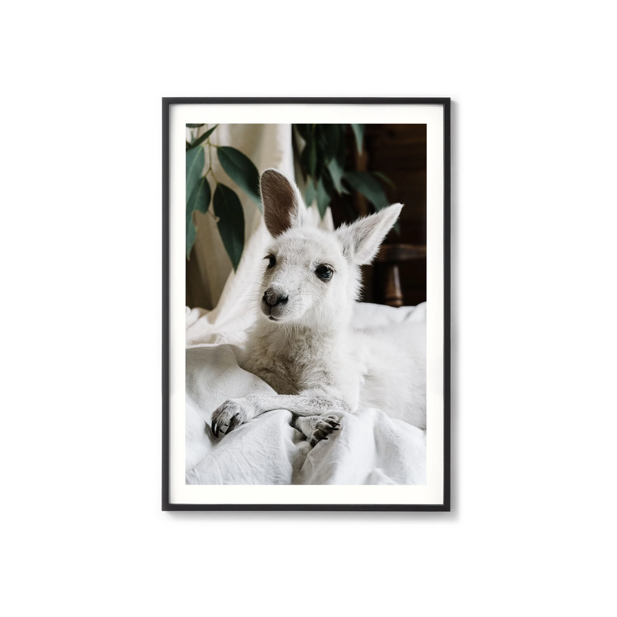 Angel the white kangaroo print in a black frame with a white border