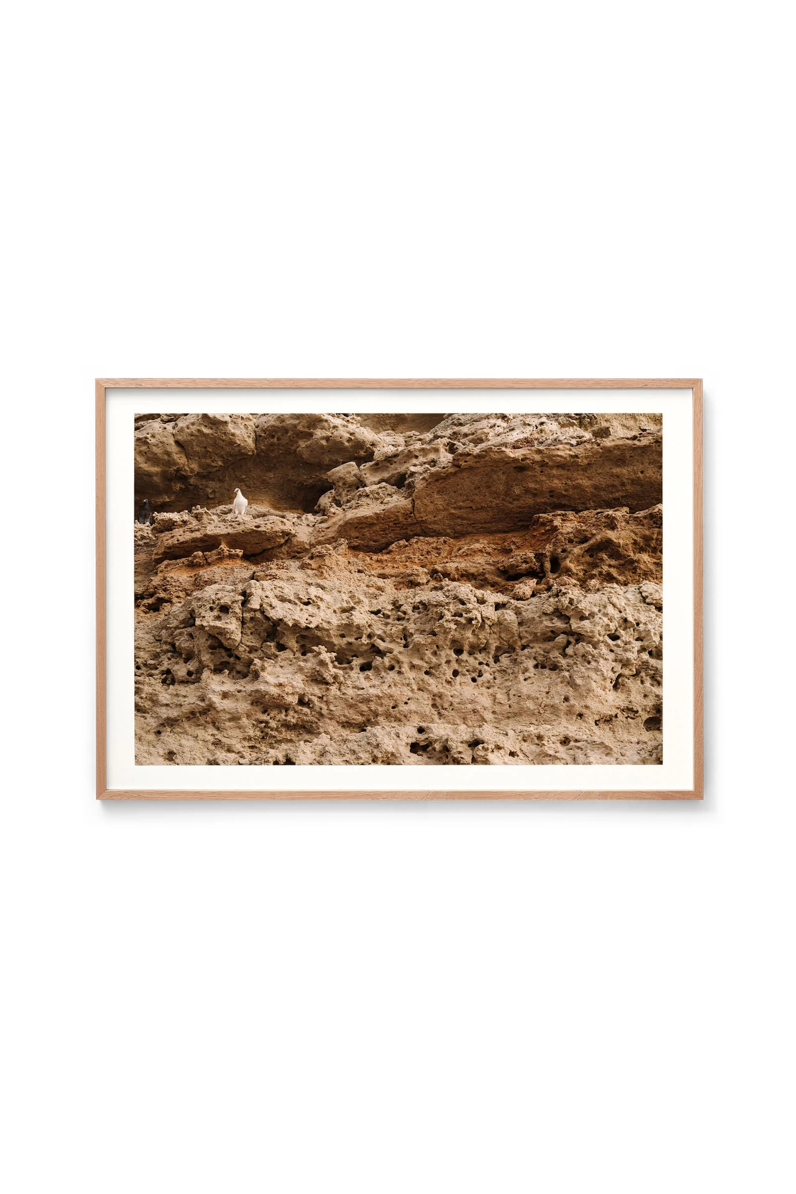 Pigeons of Port Willunga print in an oak frame, landscape orientation