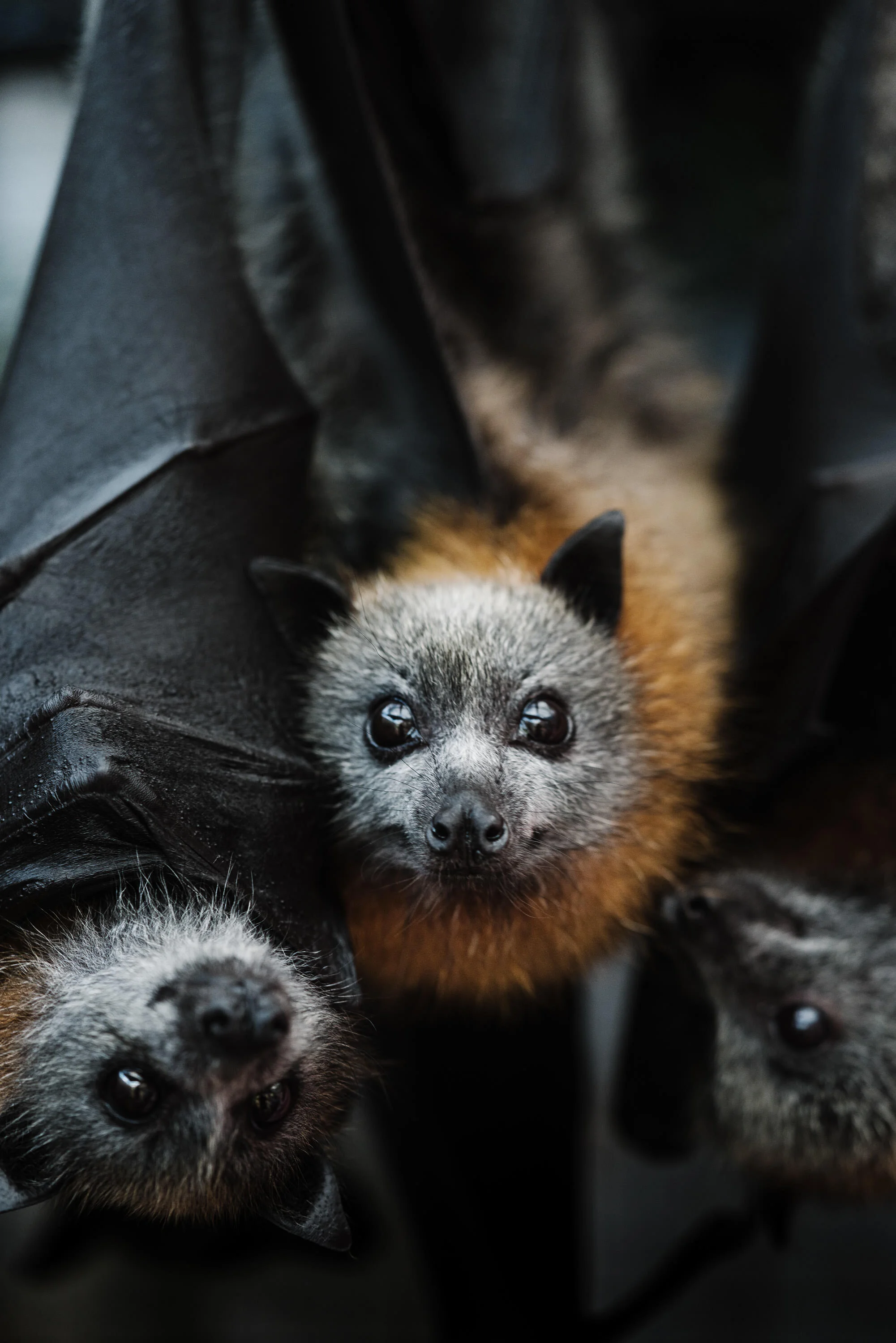 ZacDan the flying fox hanging upside down, fine art photograph