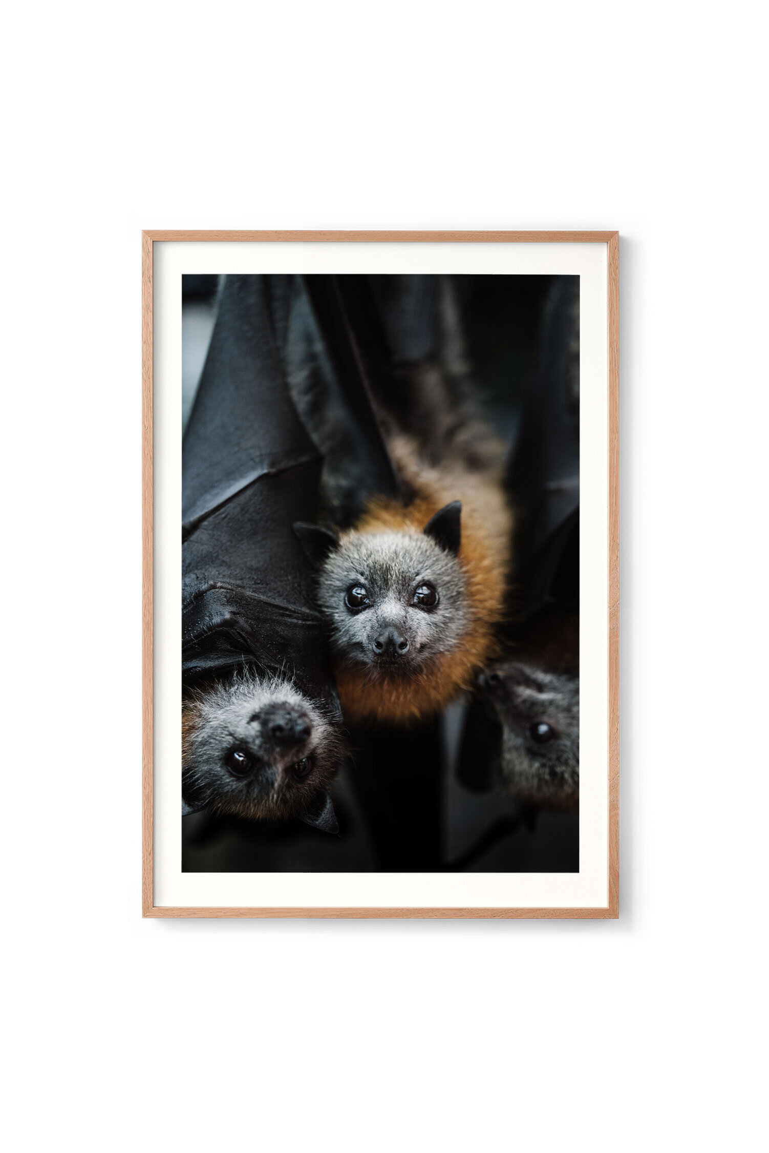 ZacDan the flying fox print in an oak frame with a white border