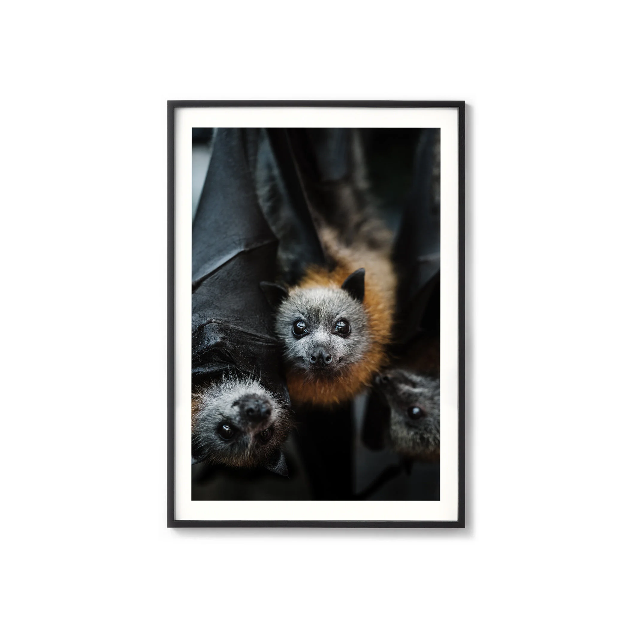 ZacDan the flying fox print in a black frame with a white border
