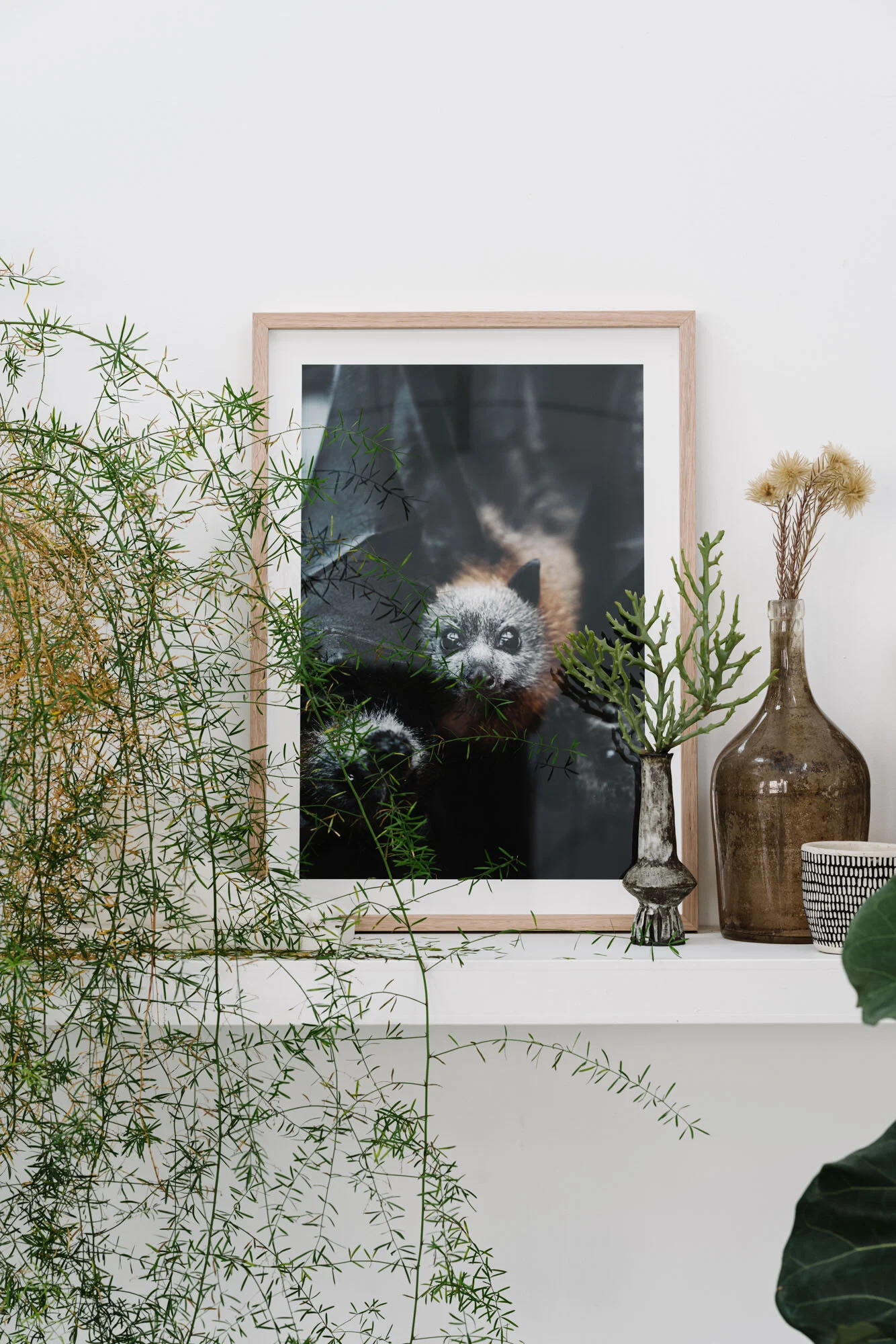 ZacDan the flying fox print on a white shelf beside plants