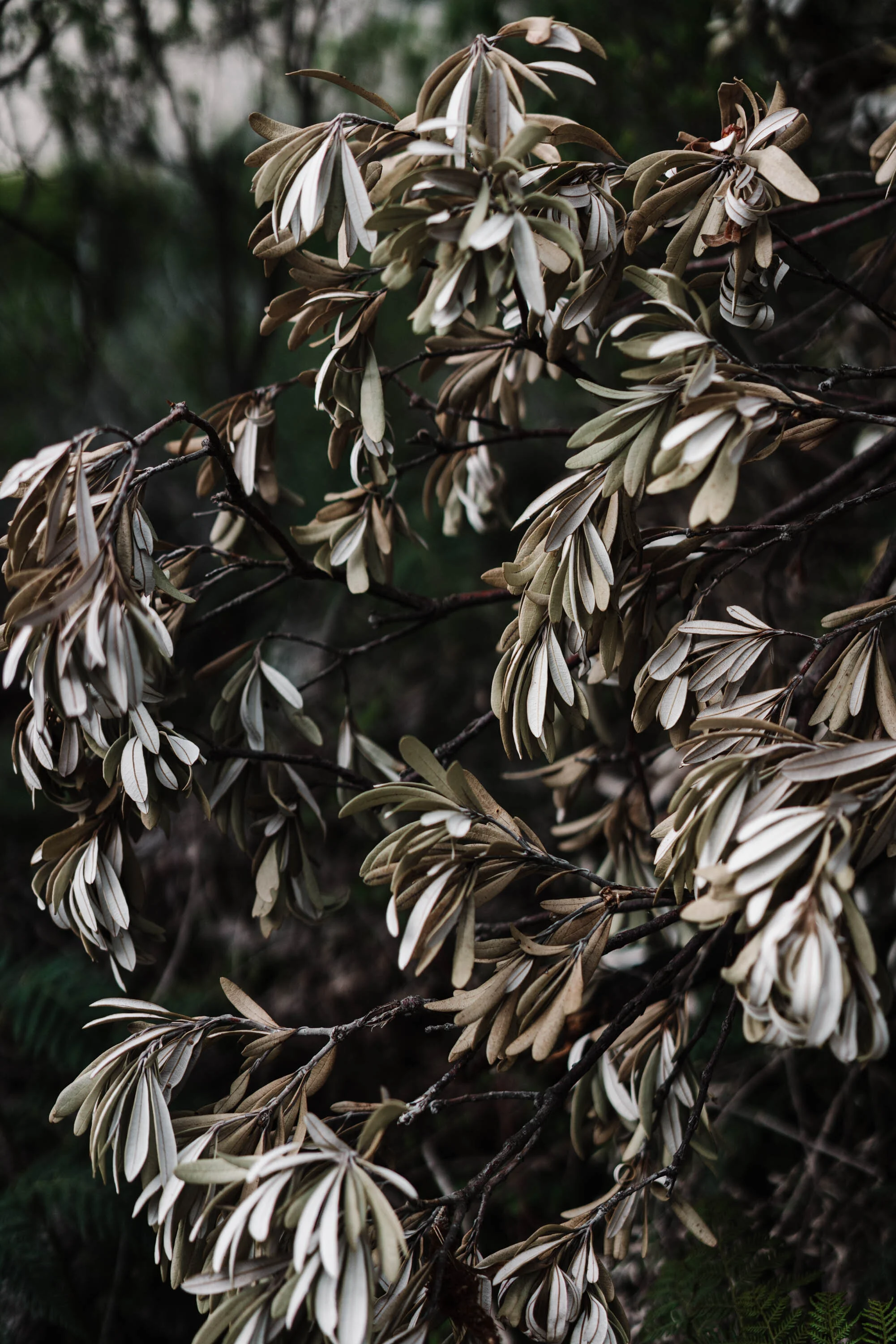 Dense banksia leaves in dark green and silver, fine art photograph
