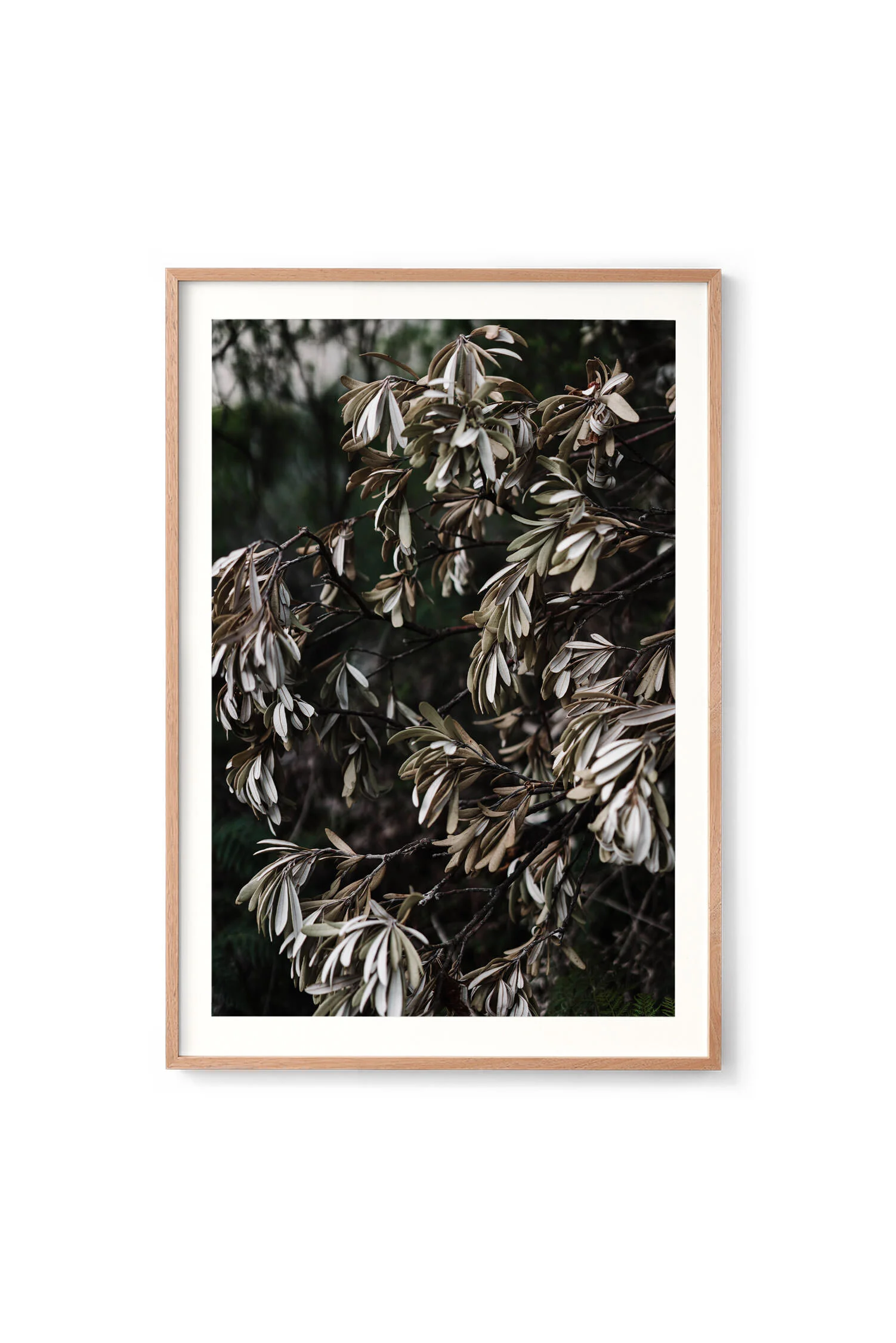 Banksias 1 print in an oak frame