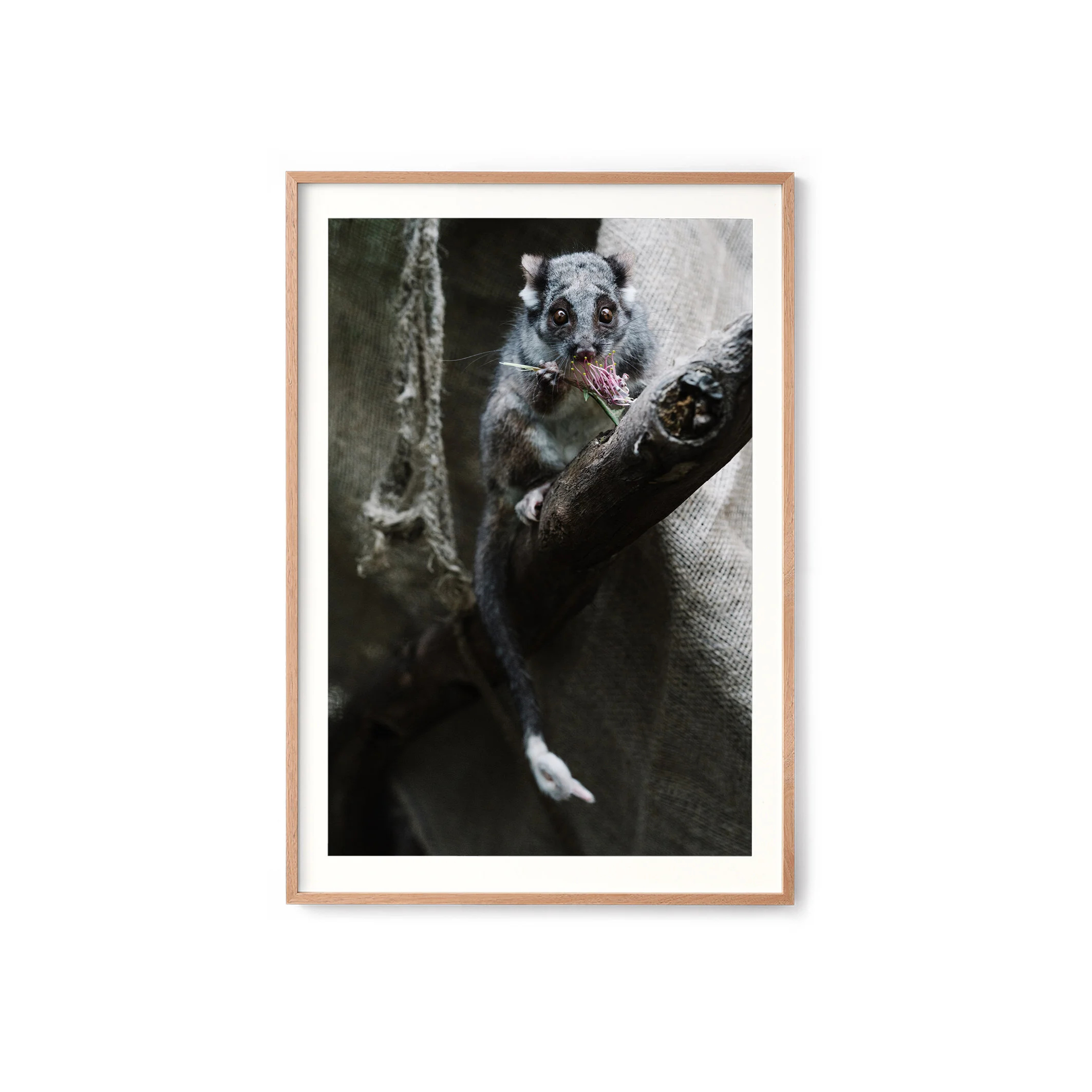 Cliffy the possum print in an oak frame with a white border