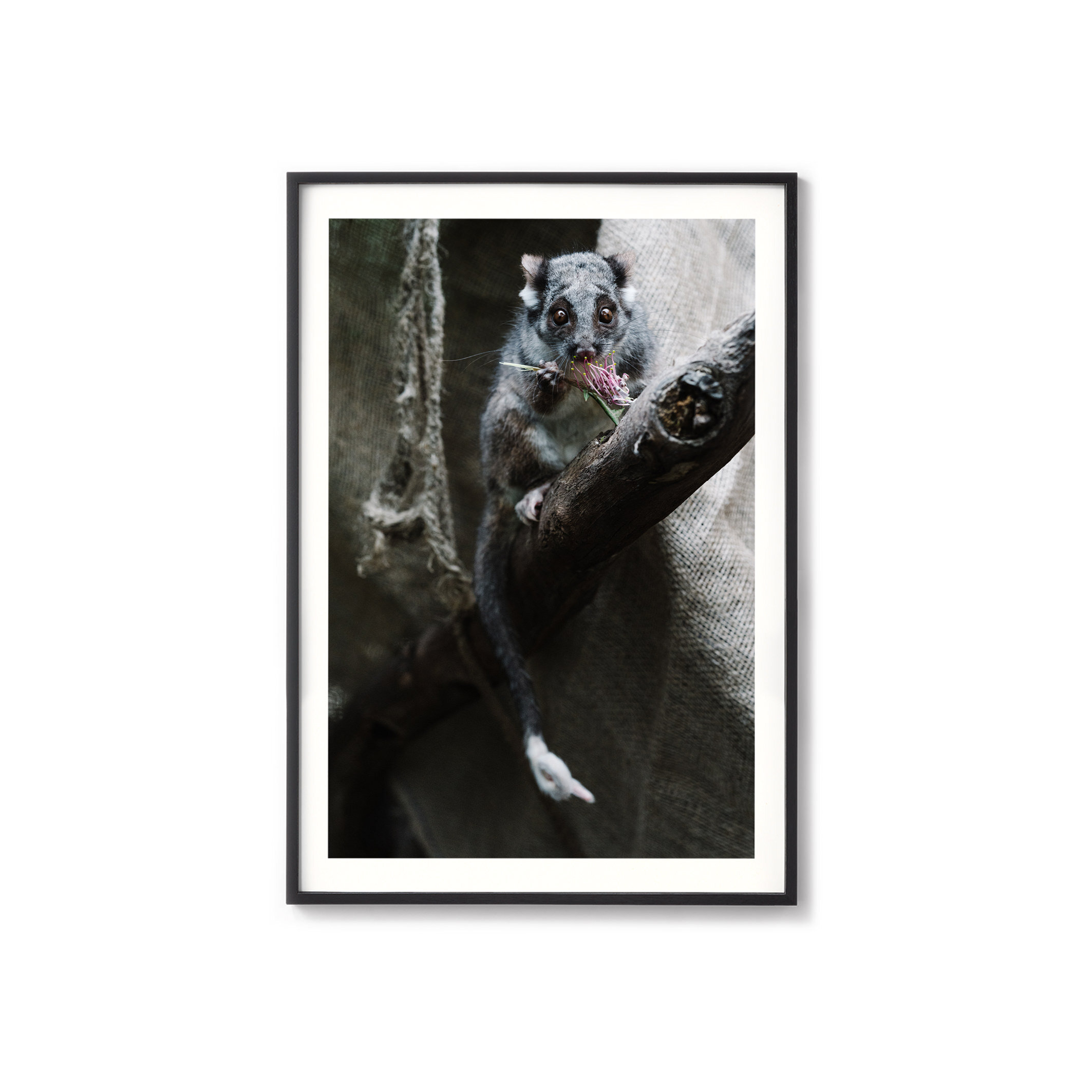 Cliffy the possum print in a black frame with a white border